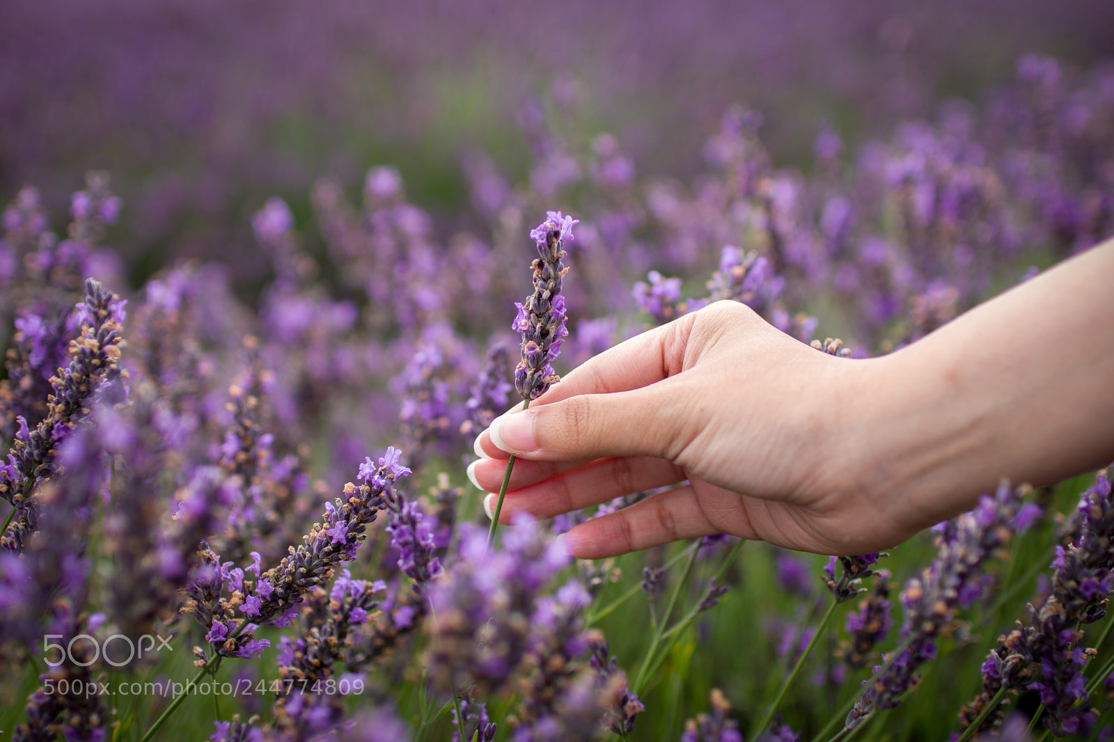 Pentax K-70 sample photo. The lavender photography