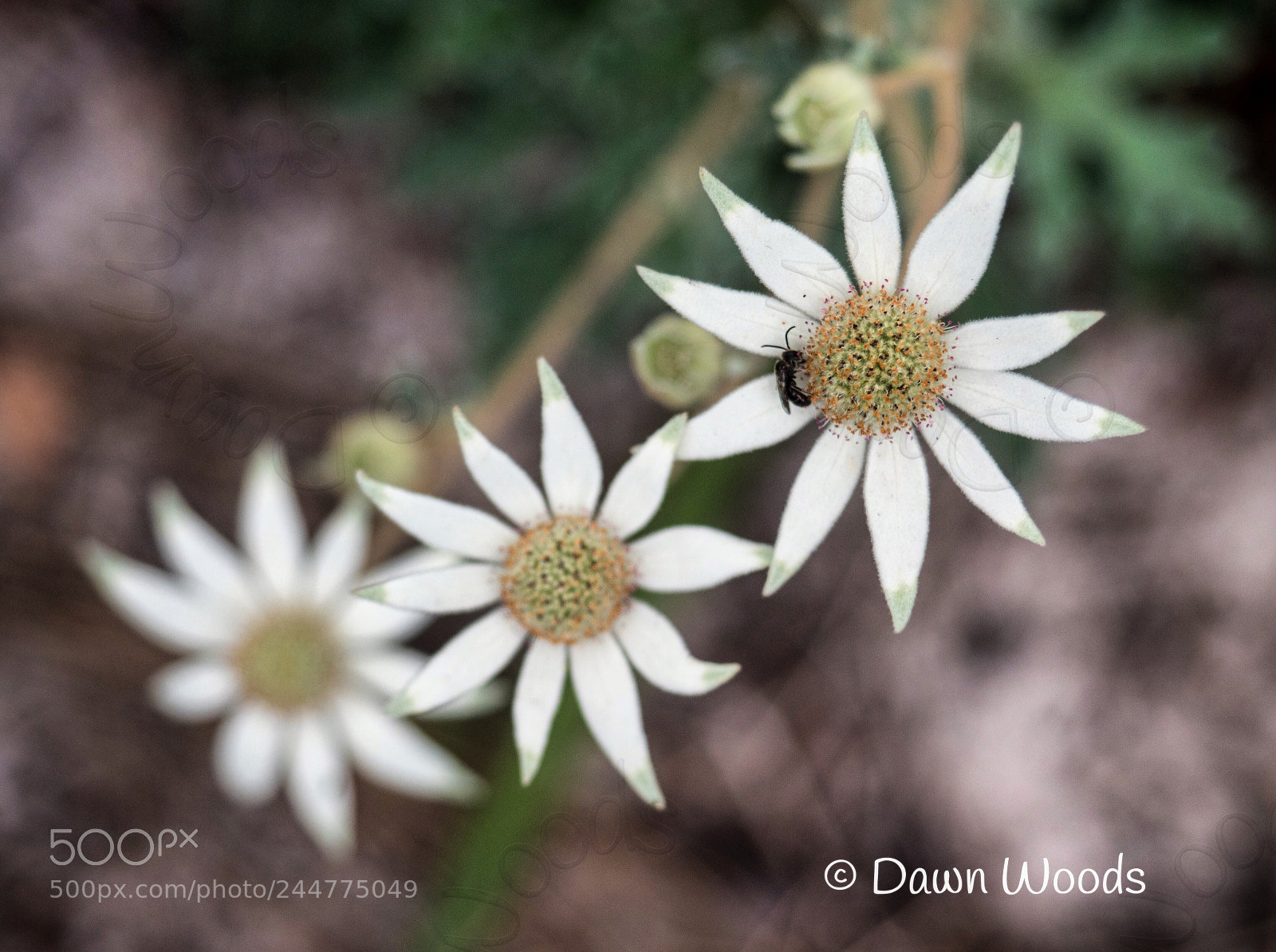 Olympus OM-D E-M1 Mark II sample photo. Untitled photography