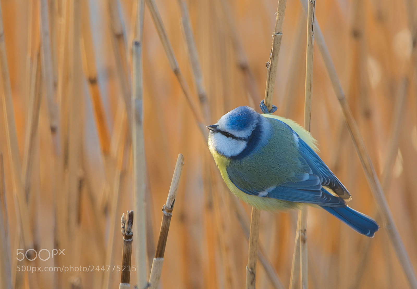 Nikon D7100 sample photo. Cyanister caeruleus photography