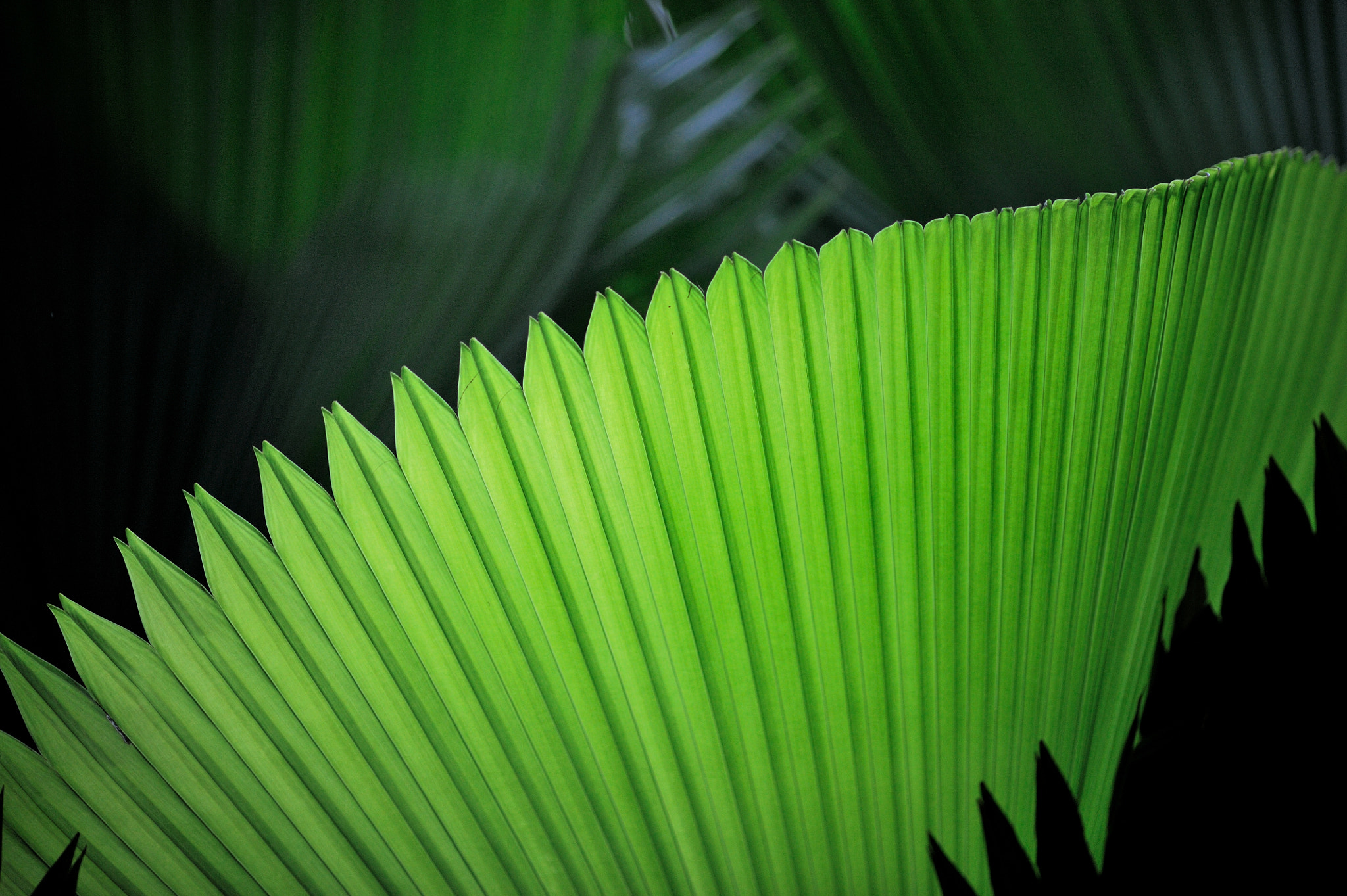 ZEISS Makro-Planar T* 100mm F2 sample photo. Dsc photography
