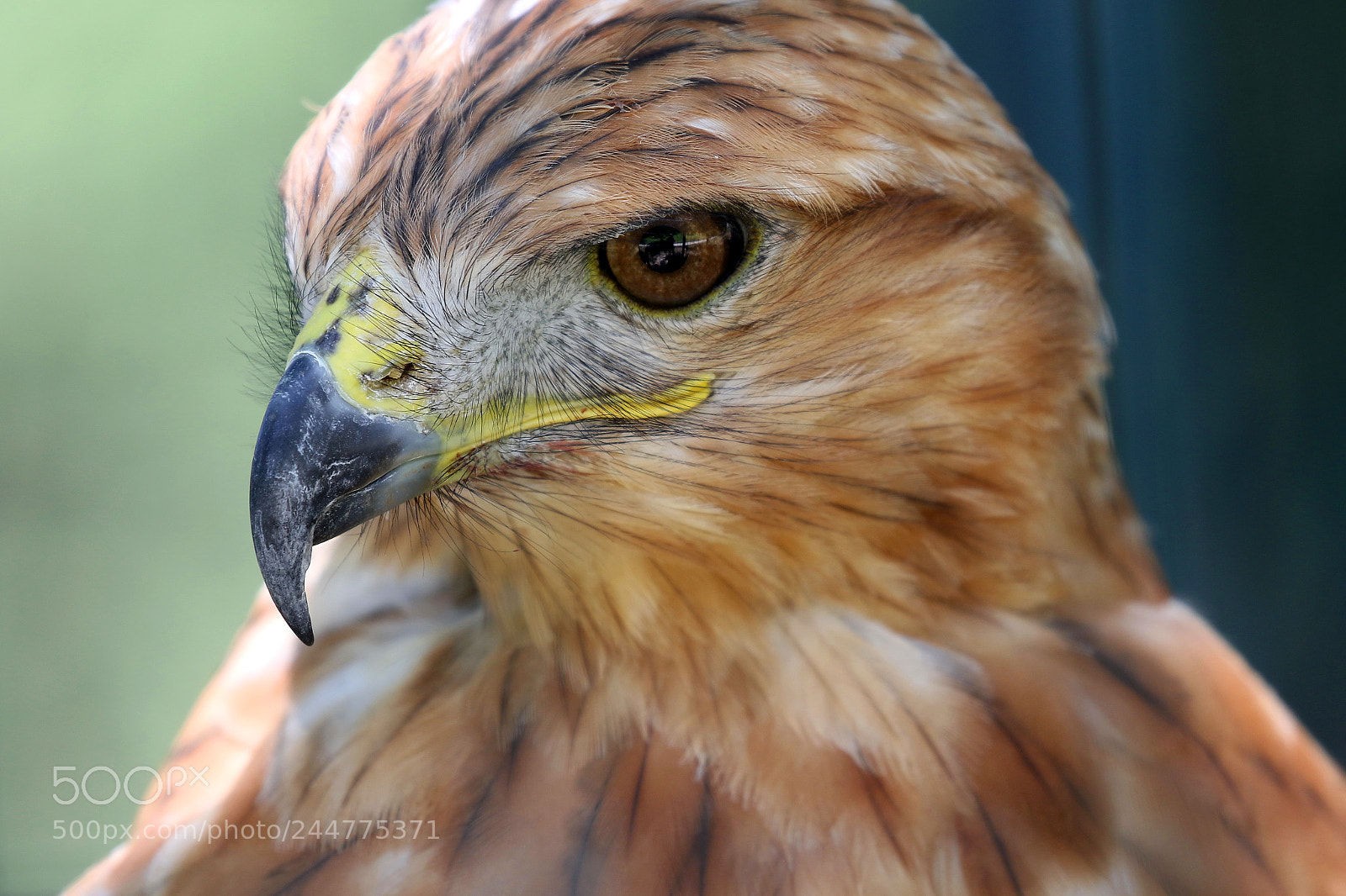 Canon EOS 7D Mark II sample photo. Hawk buzzard eye ukraine photography