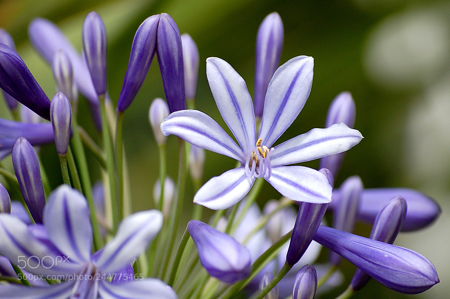 Nikon D40 sample photo. Bella photography