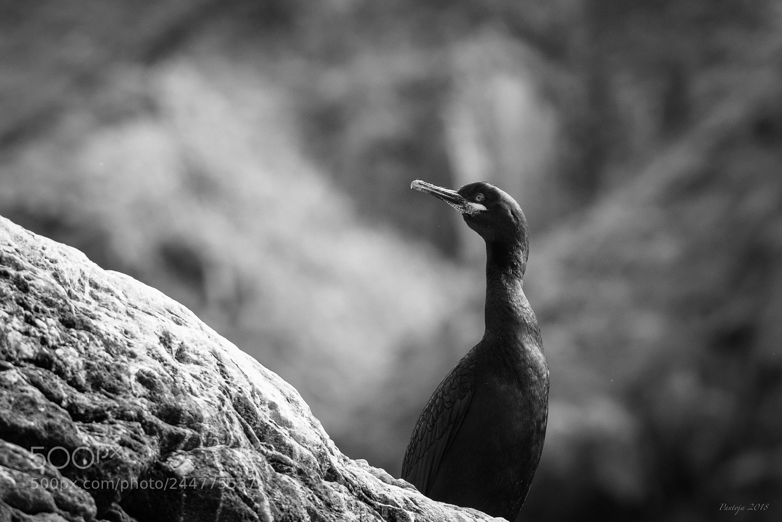 Nikon D600 sample photo. Shag photography
