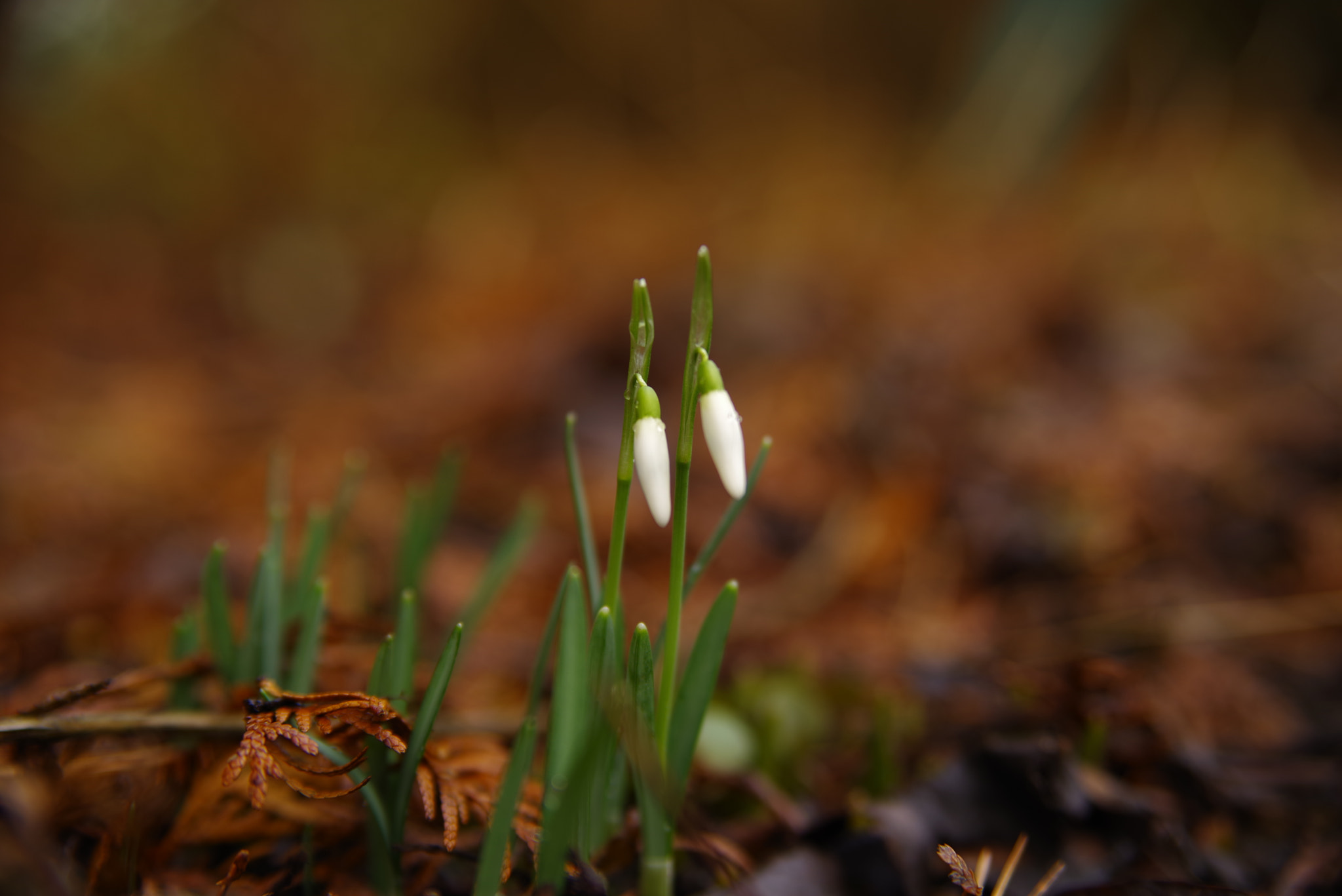 Pentax K-1 sample photo. First snowdrop 2018 photography