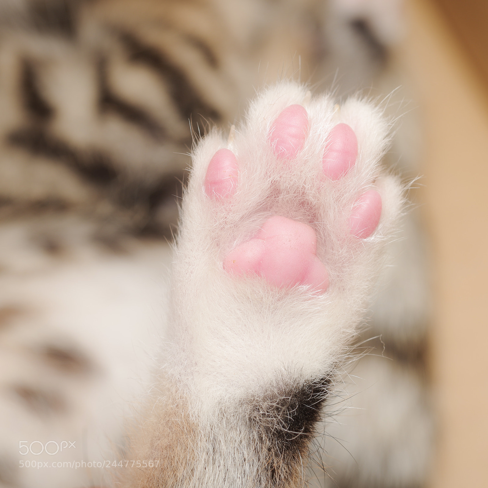 Pentax 645Z sample photo. Warm hand photography