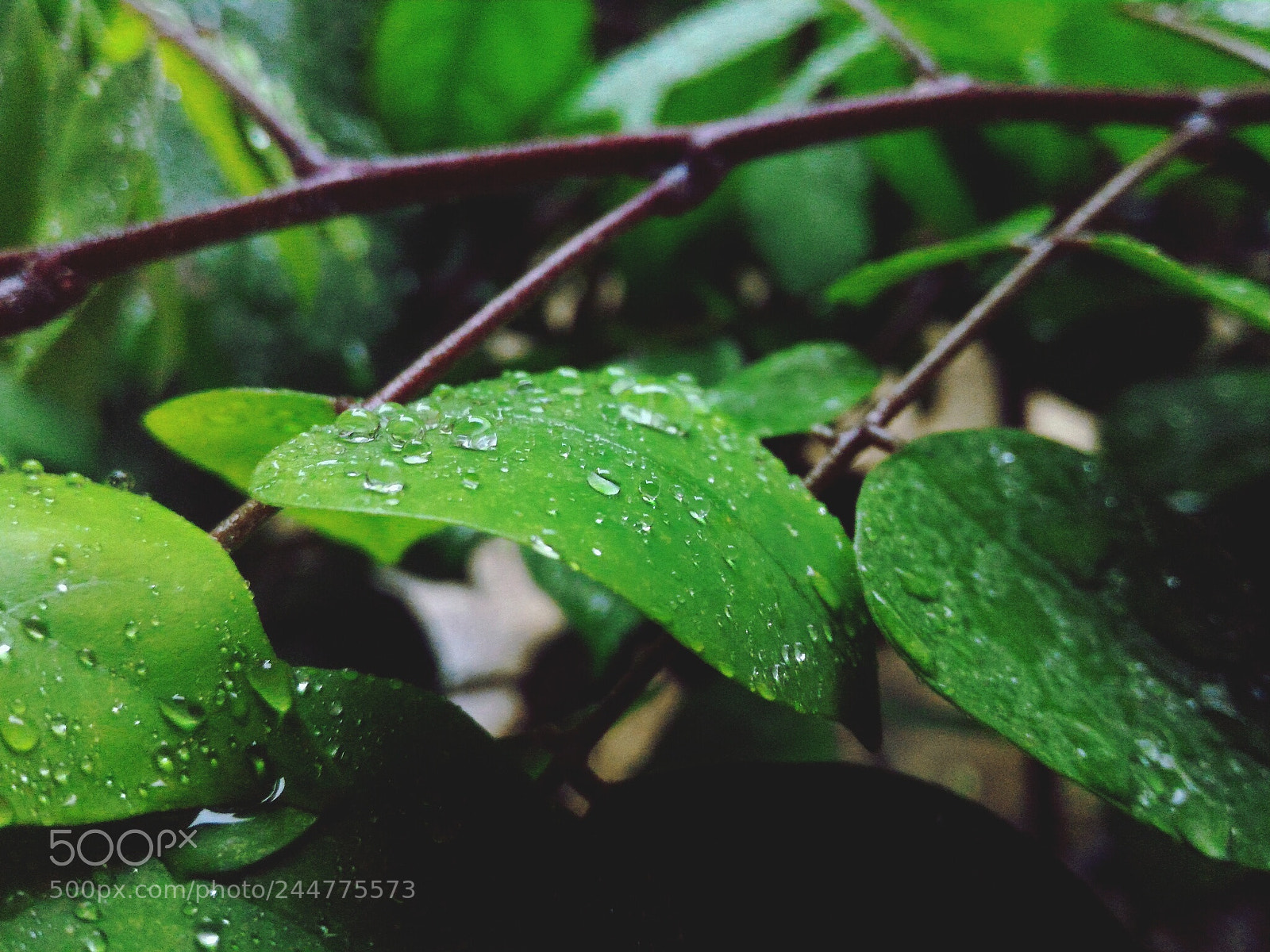 ASUS ZenFone 2 (ZE551ML) sample photo. Rain drops photography