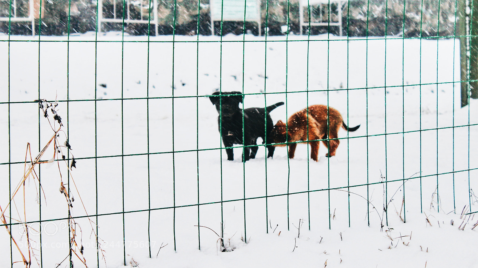 Canon EOS 1200D (EOS Rebel T5 / EOS Kiss X70 / EOS Hi) sample photo. Dogs. photography