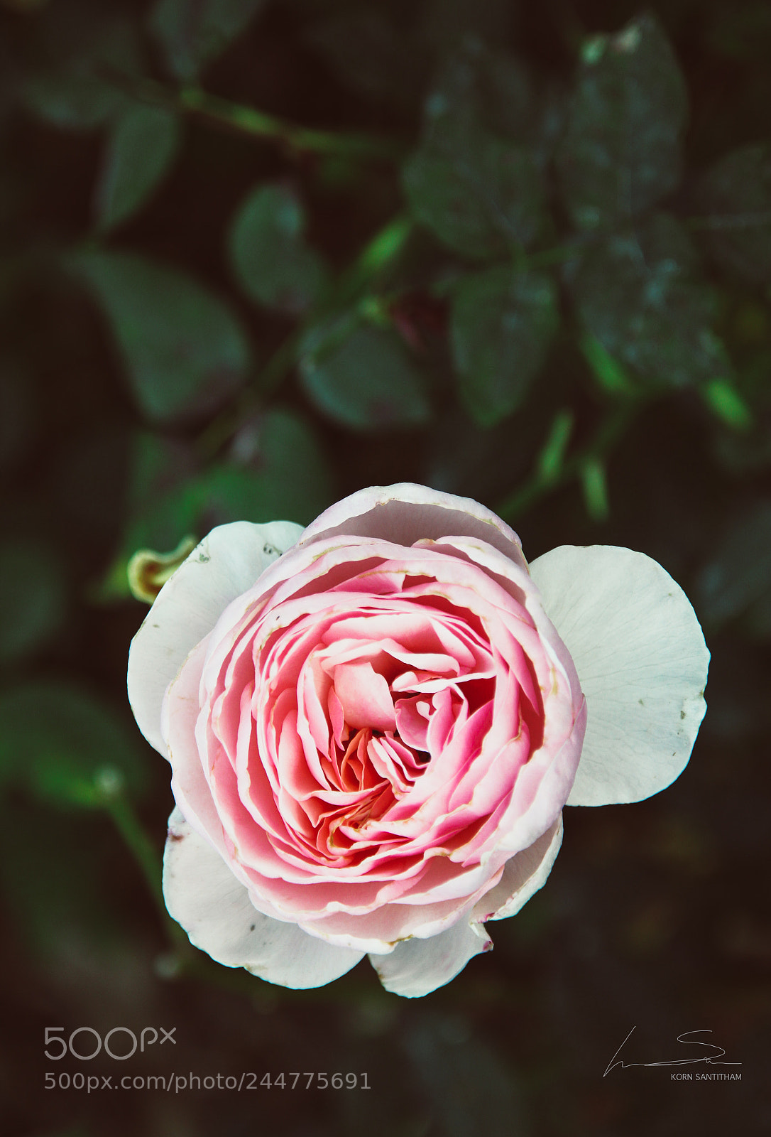 Canon EOS 550D (EOS Rebel T2i / EOS Kiss X4) sample photo. Rose photography