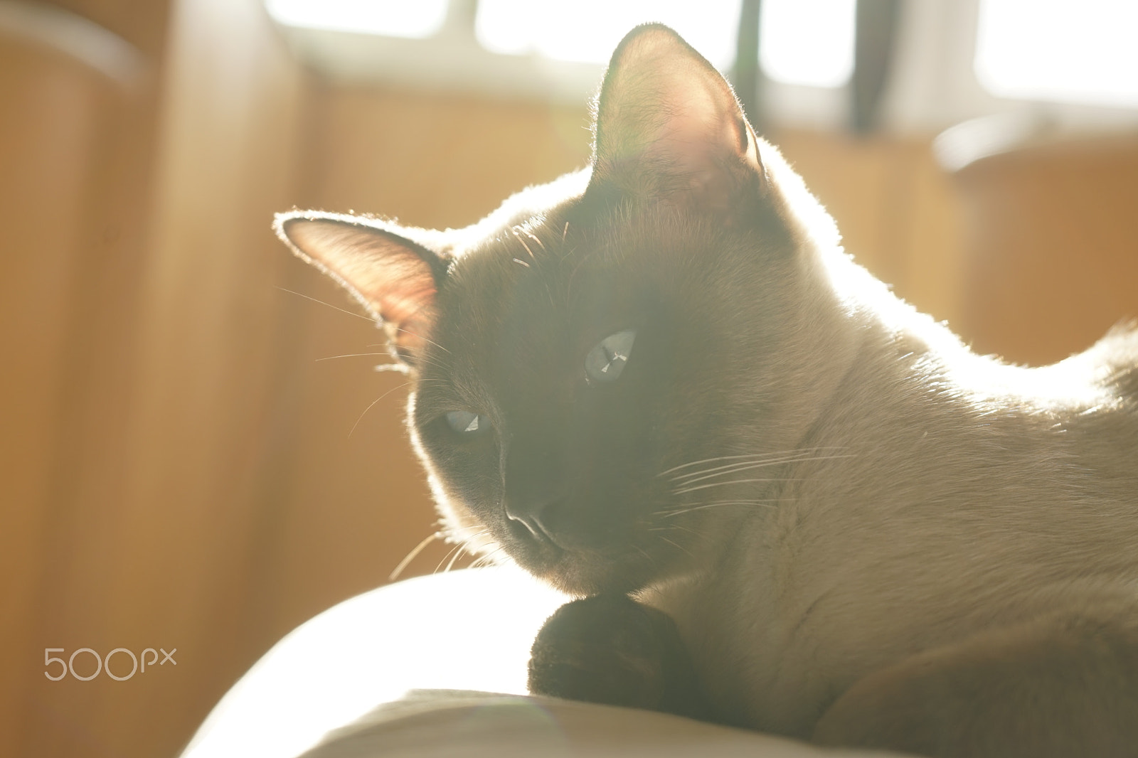 Sony FE 28-70mm F3.5-5.6 OSS sample photo. Cat under the sunshine photography