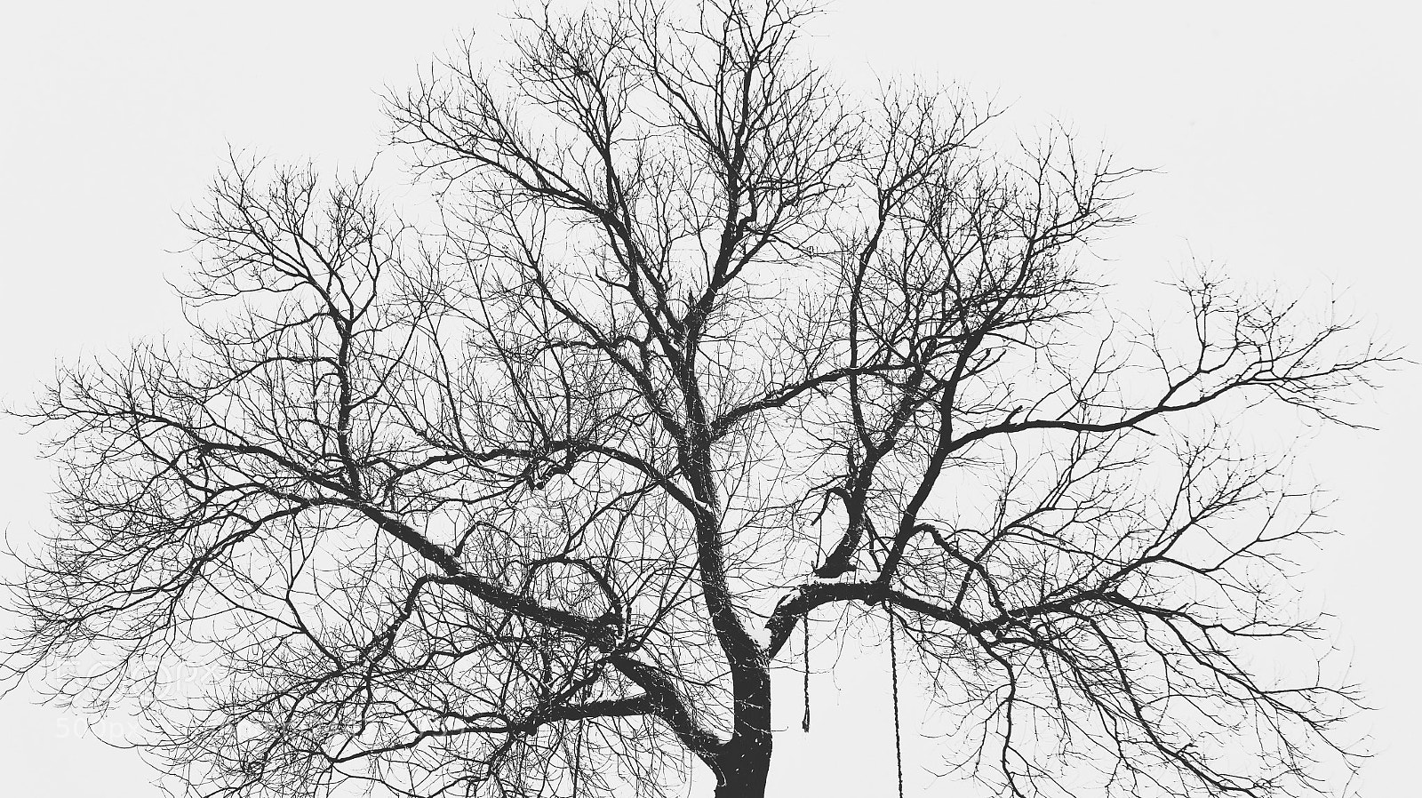 Canon EOS 1200D (EOS Rebel T5 / EOS Kiss X70 / EOS Hi) sample photo. Tree. photography