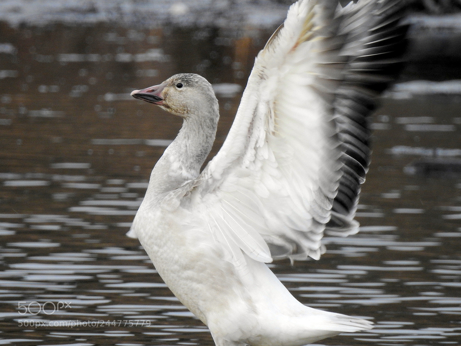 Nikon Coolpix P900 sample photo. Snow goose photography