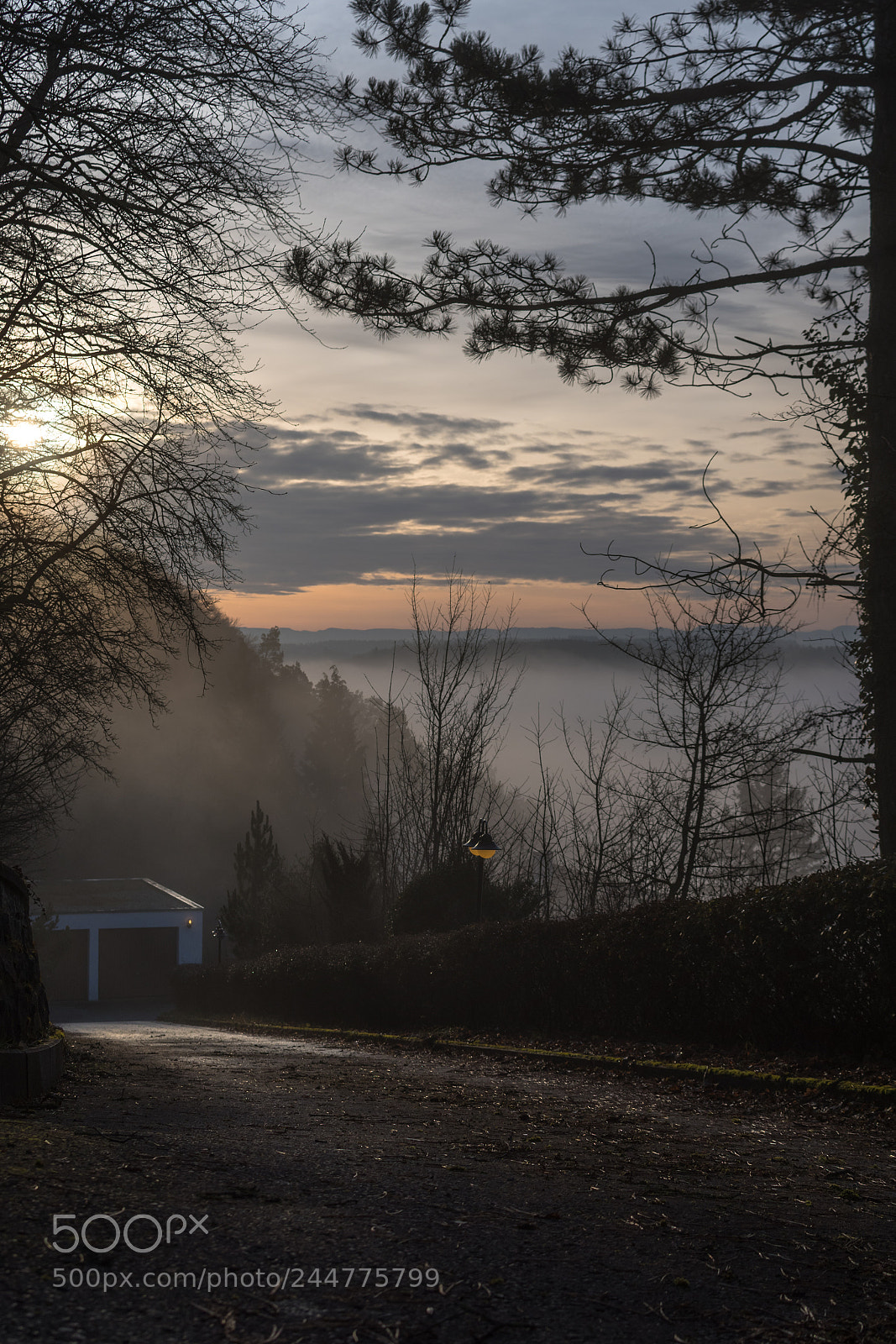 Nikon D500 sample photo. Morning fog and light photography