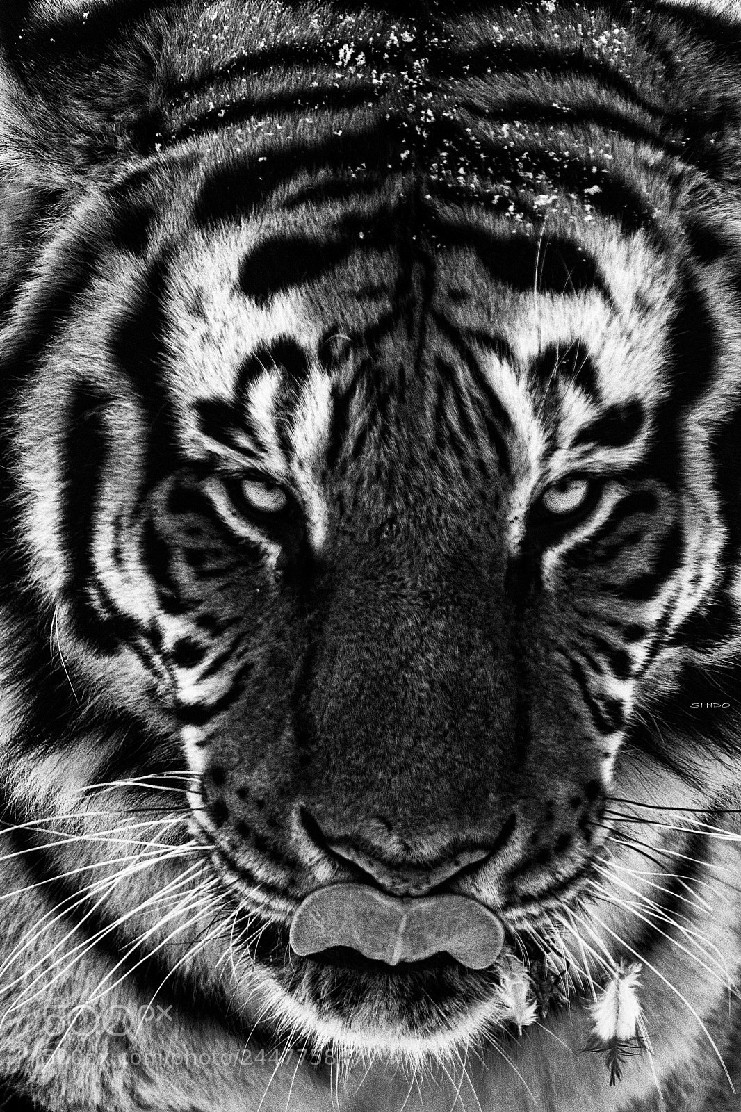 Canon EOS 5DS R sample photo. Panthera tigris altaica photography