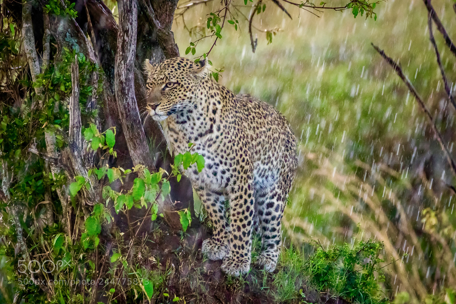 Canon EOS 7D Mark II sample photo. Tanzania - serengeti photography