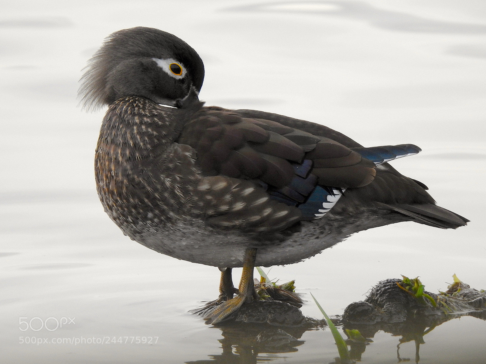 Nikon Coolpix P900 sample photo. Wood duck photography