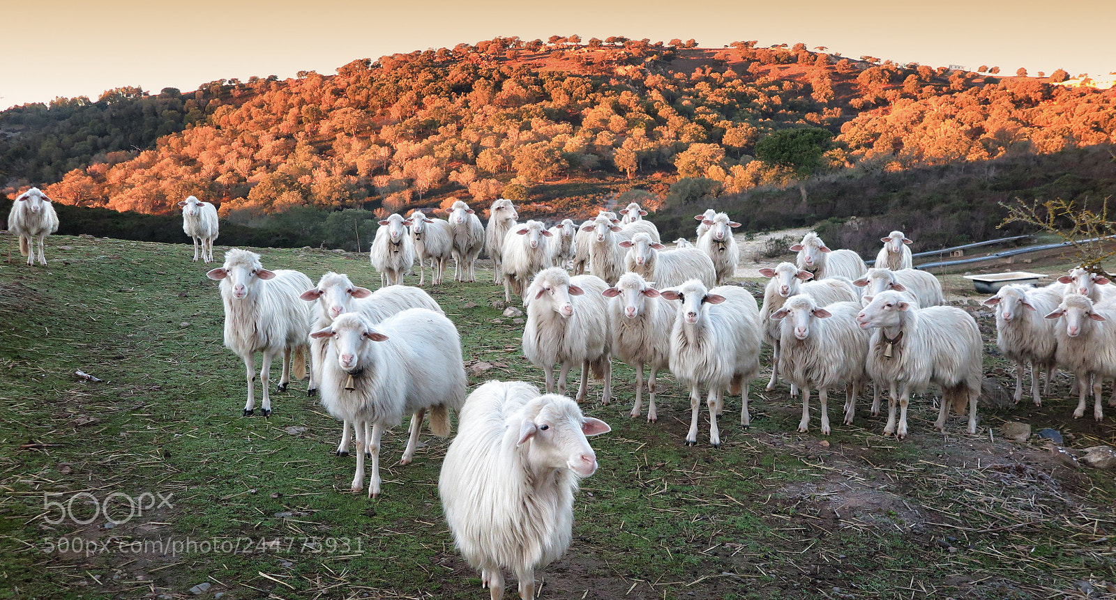 Canon PowerShot G1 X Mark II sample photo. Sardinian white inhabitants photography