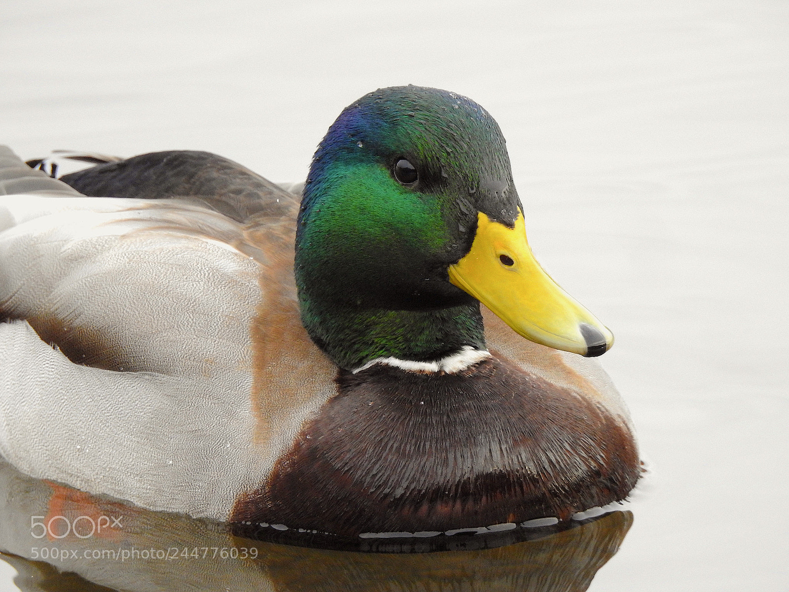 Nikon Coolpix P900 sample photo. Mallard photography