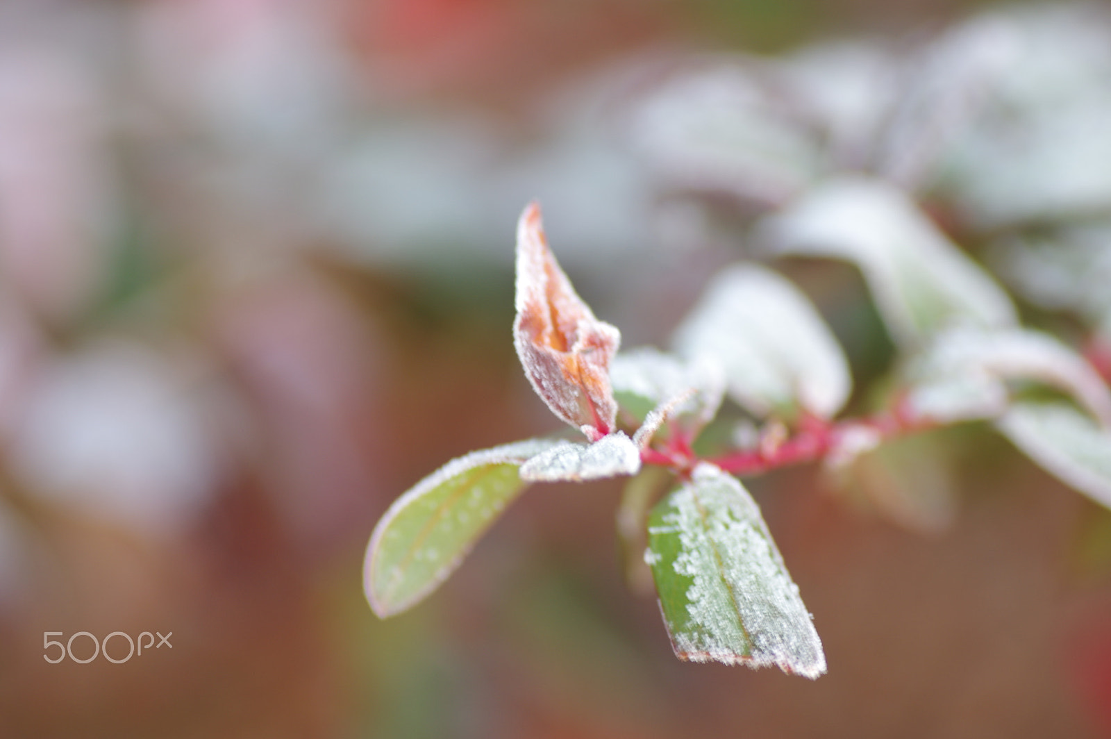 Pentax K-3 II + Tamron SP AF 90mm F2.8 Di Macro sample photo. 耐えて なお 春を待つ photography