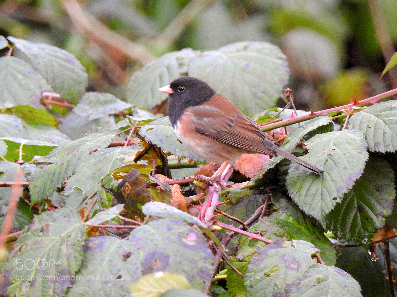 Nikon Coolpix P900 sample photo. Dark-eyed junco photography