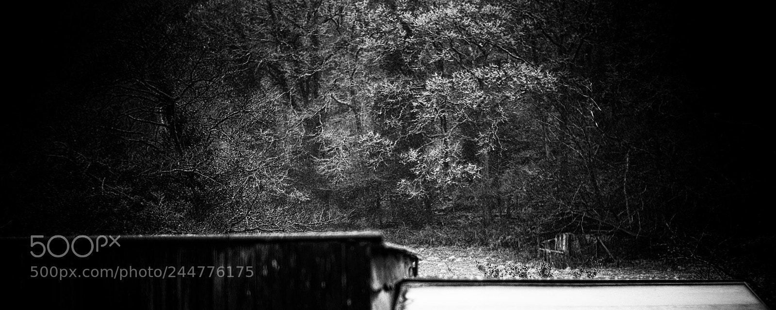 Leica M (Typ 240) sample photo. Tree top light photography