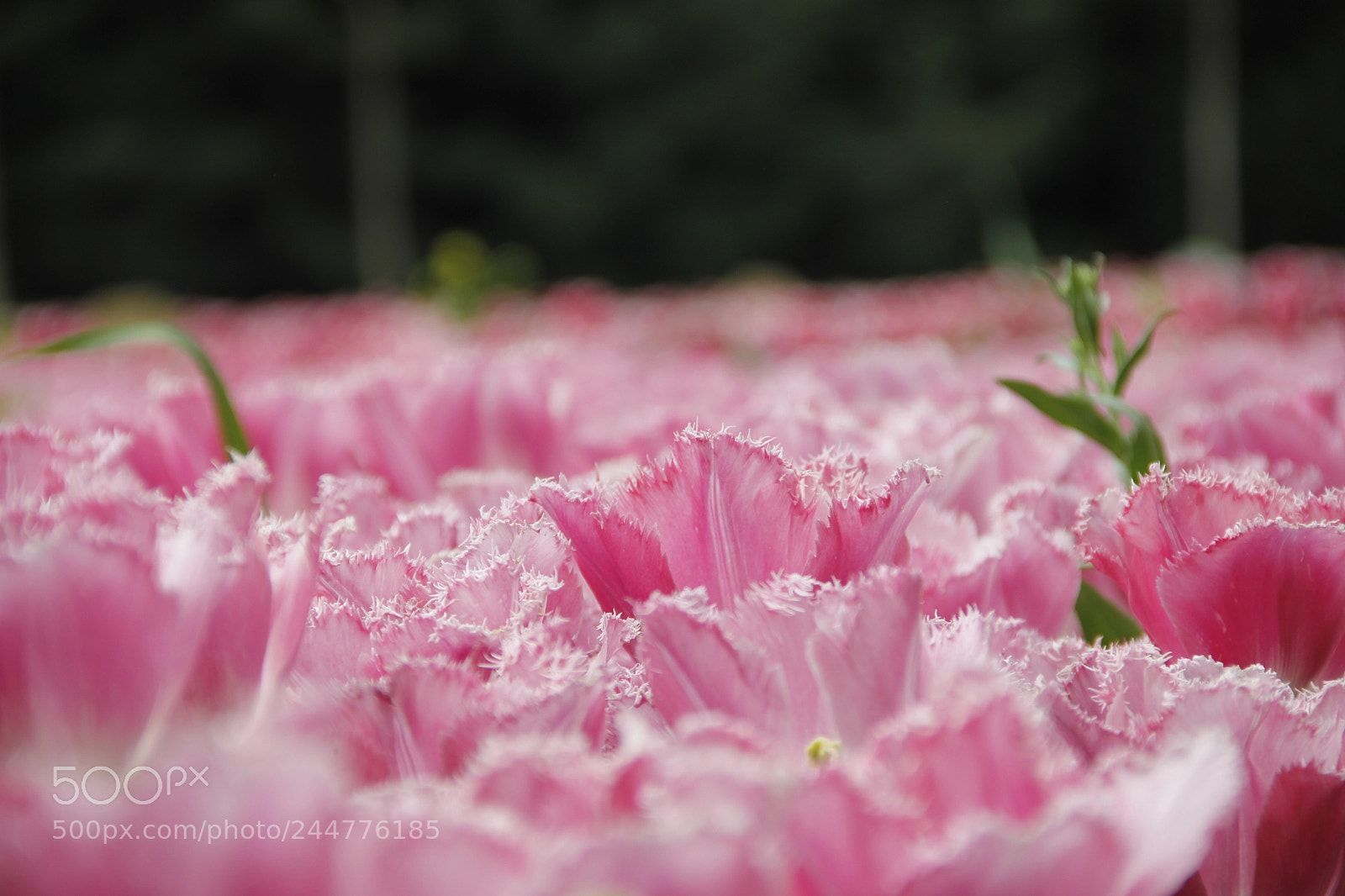 Canon EF-S 18-135mm F3.5-5.6 IS sample photo. Flu pink flowers photography