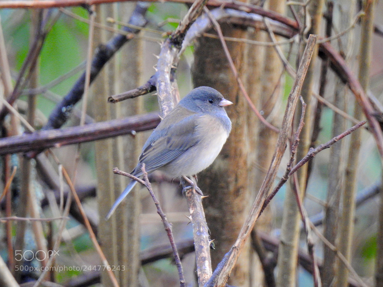 Nikon Coolpix P900 sample photo. Dark-eyed junco photography