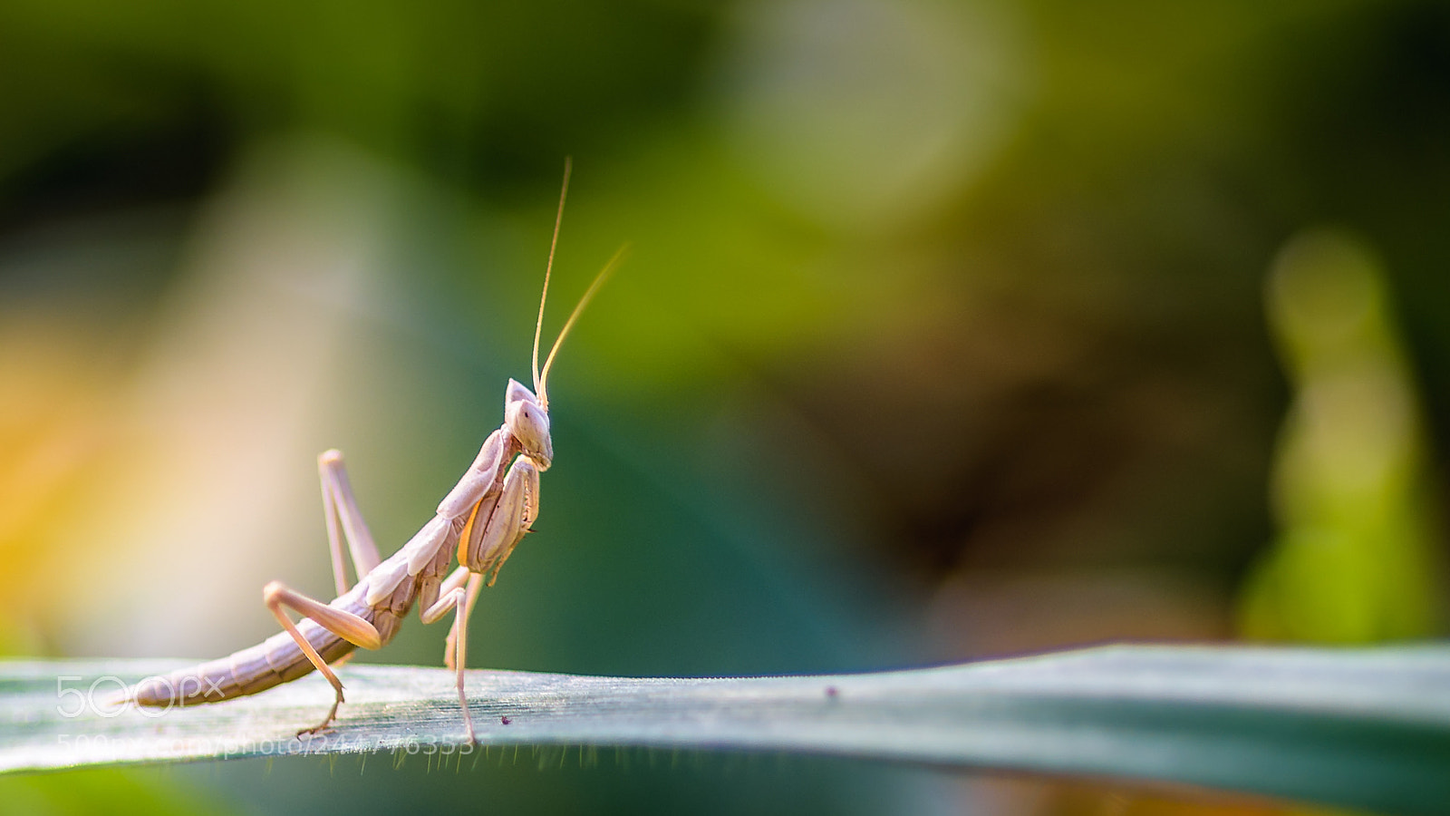 Nikon D810 sample photo. Untitled photography