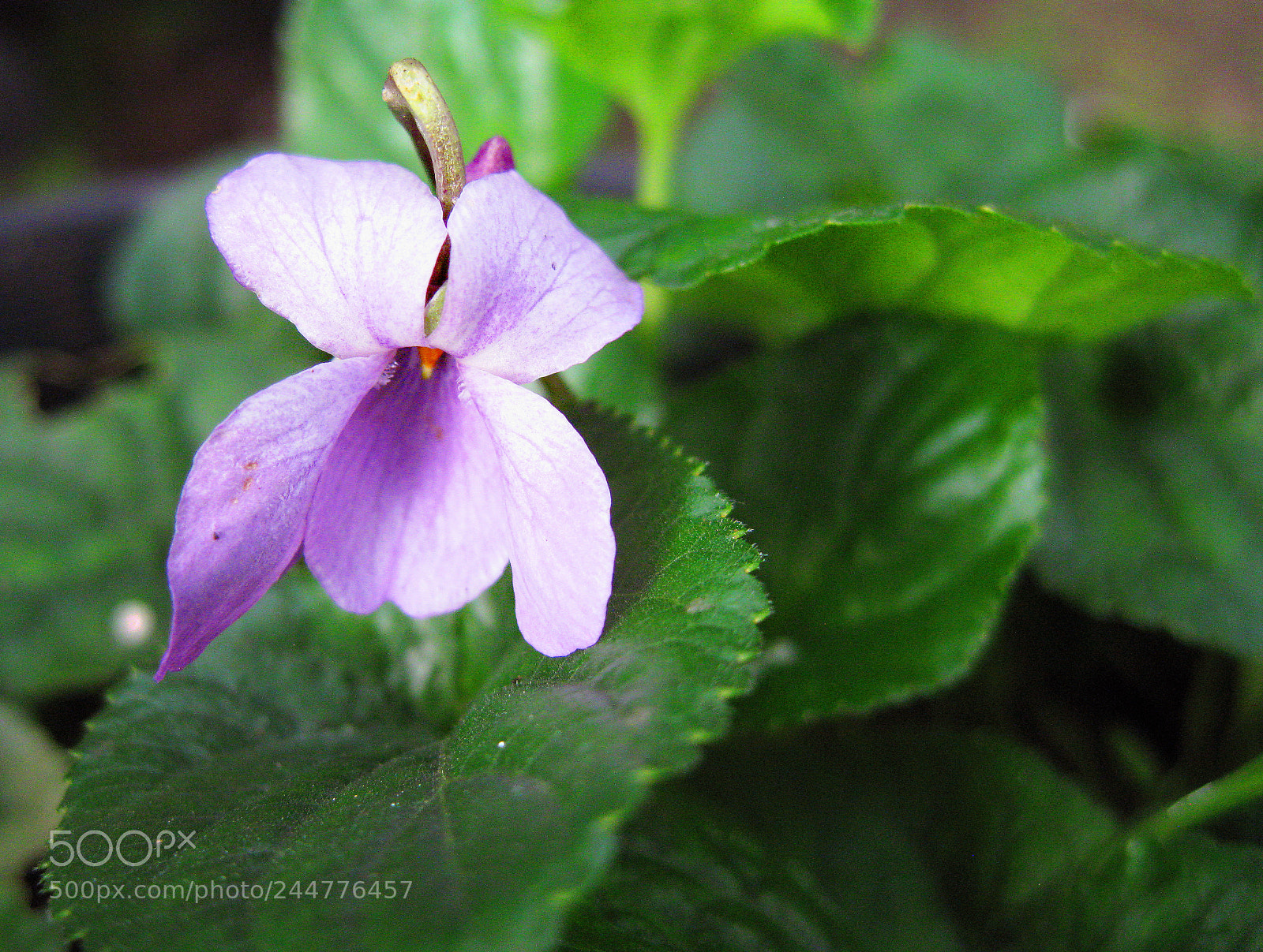 Canon DIGITAL IXUS 960 IS sample photo. A french violet photography