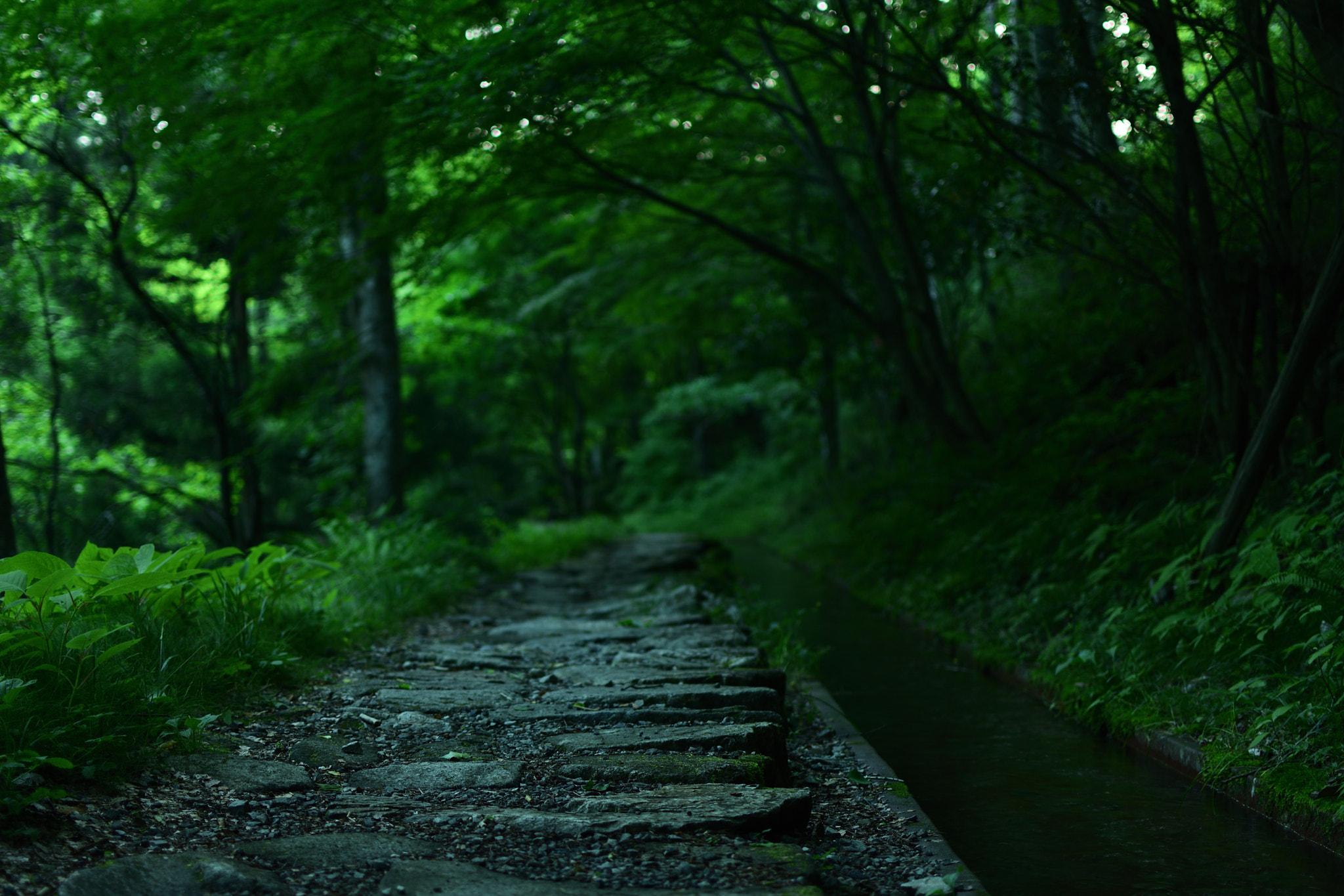 Nikon AF-S DX Nikkor 35mm F1.8G sample photo. Green path photography
