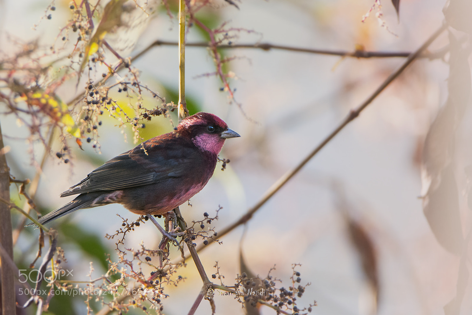 Nikon D7200 sample photo. Dark-rumped rosefinch photography