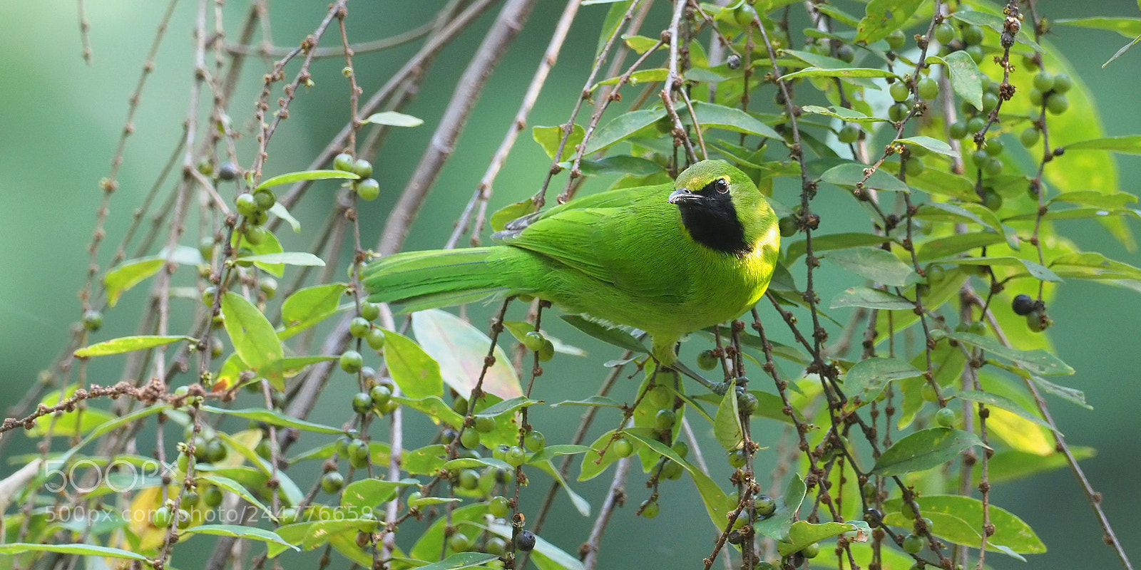 Olympus OM-D E-M1 Mark II sample photo. Lesser green leafbird photography