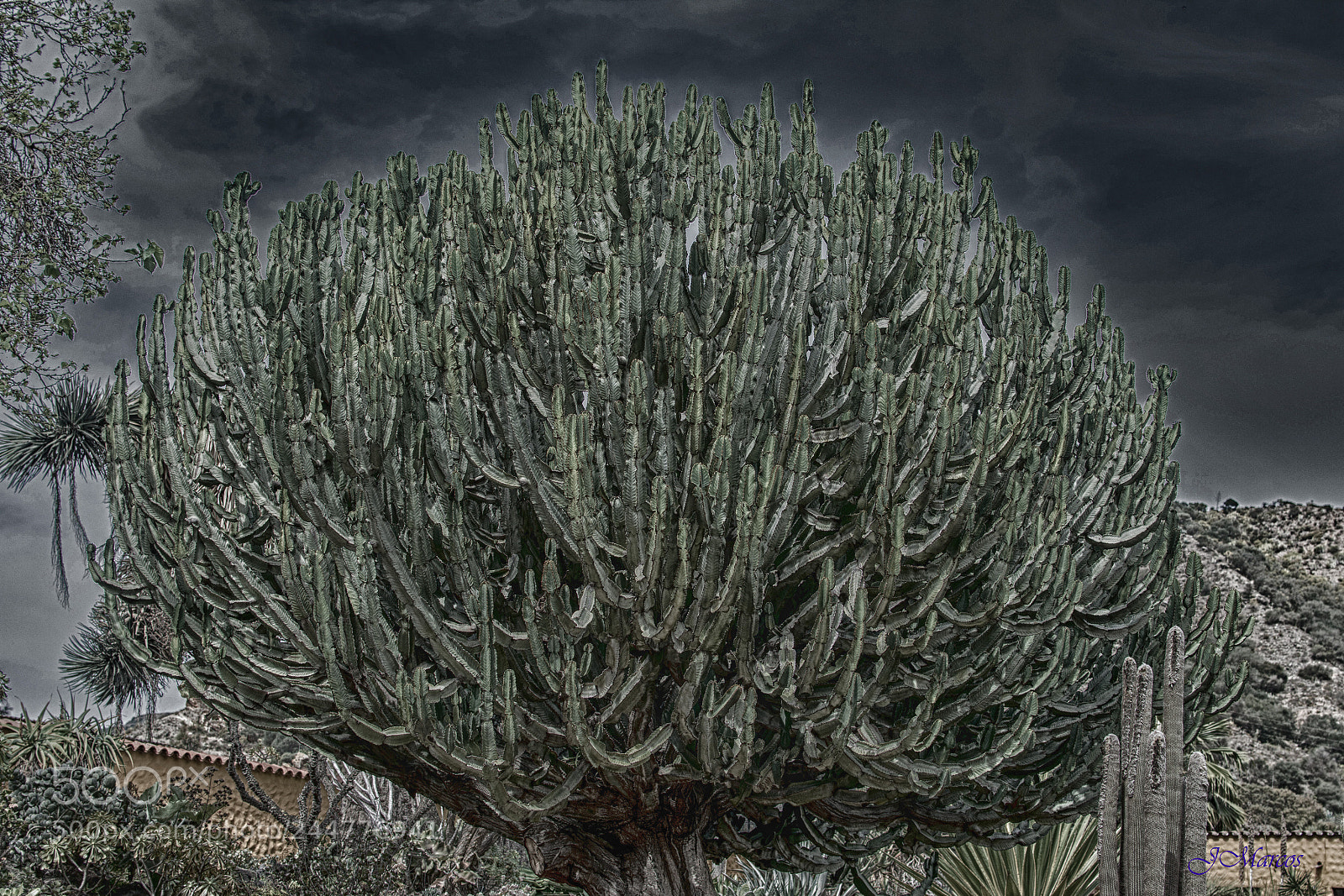 Nikon D7100 sample photo. Euphorbia candelabrum photography