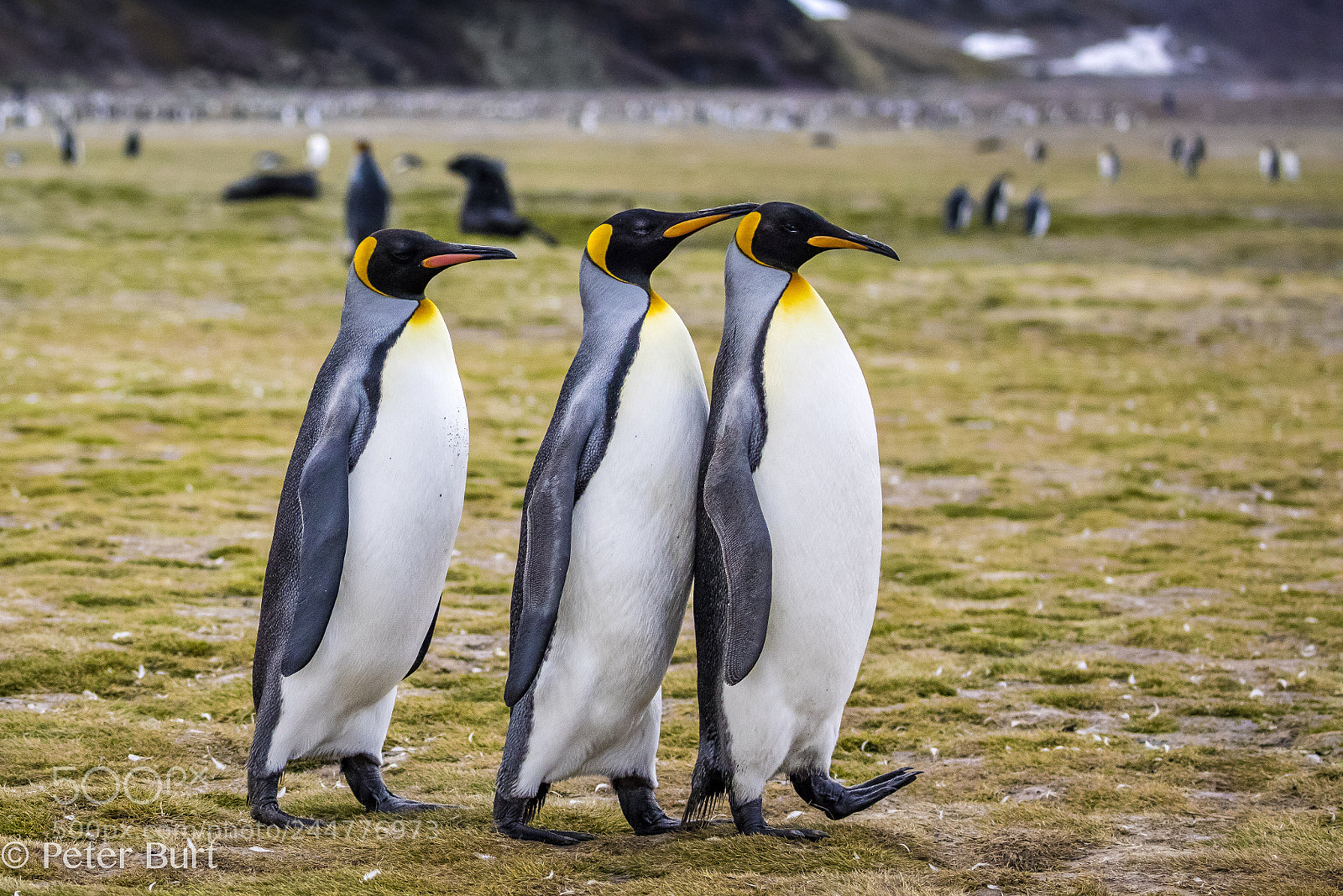 Canon EOS 5DS R sample photo. Marching penguins photography