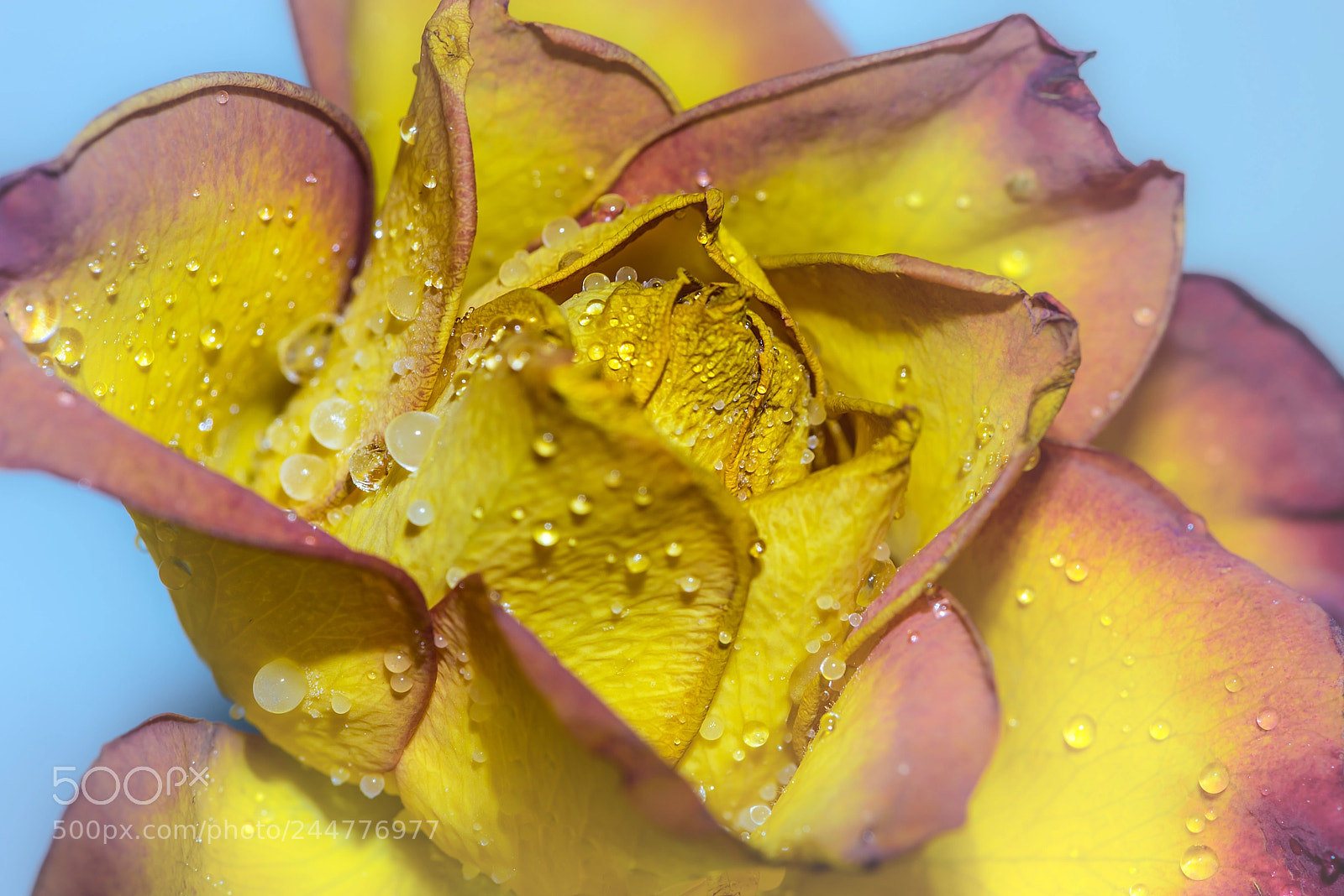 Nikon D810 sample photo. Yellow rose with frozen photography
