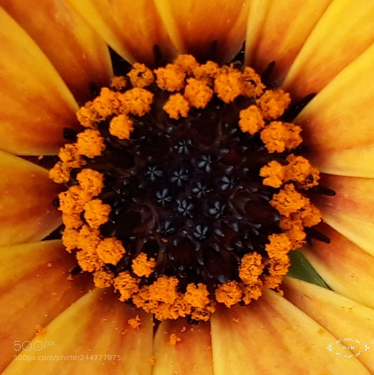 Samsung Galaxy J7 sample photo. Orange photography