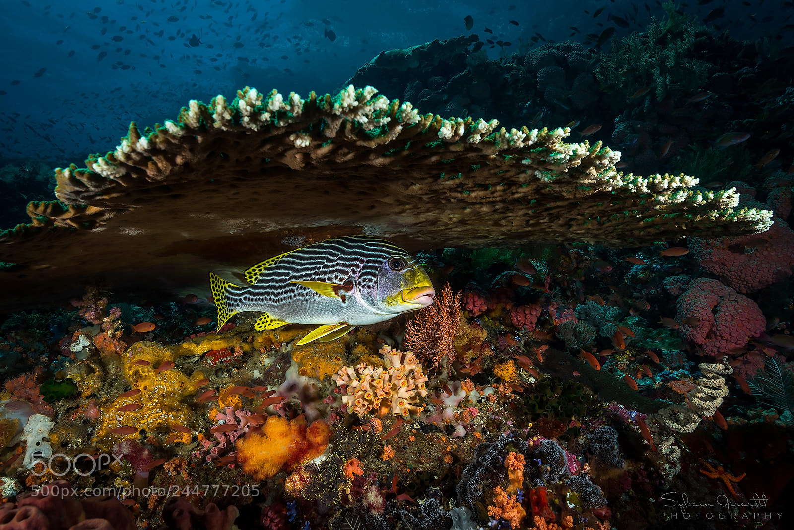 Nikon D800 sample photo. Yellowbanded sweetlips photography