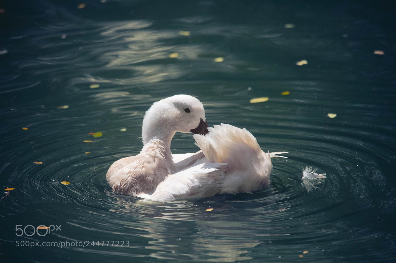Canon EOS 5DS sample photo. Duckies ! photography