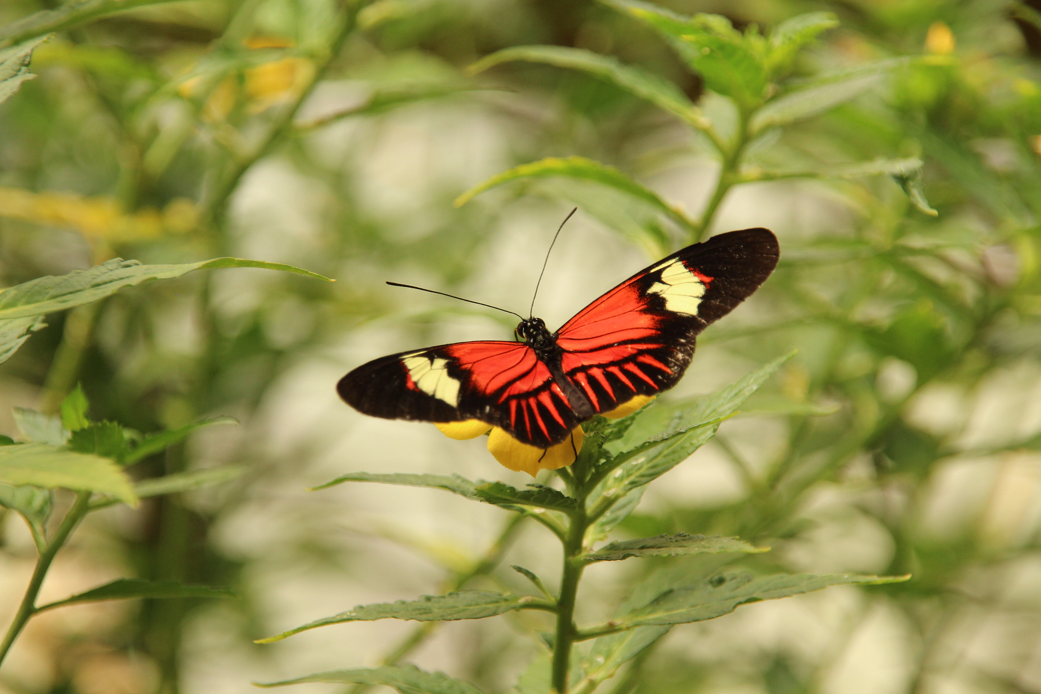 Canon EOS 700D (EOS Rebel T5i / EOS Kiss X7i) + Sigma 18-200mm f/3.5-6.3 DC OS sample photo. Beauty butterfly photography