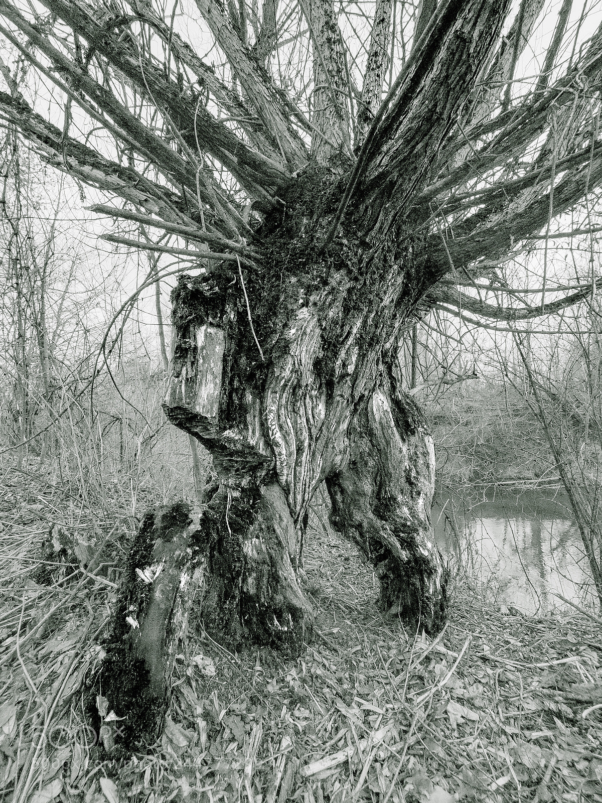 Olympus OM-D E-M1 Mark II sample photo. Old willow photography