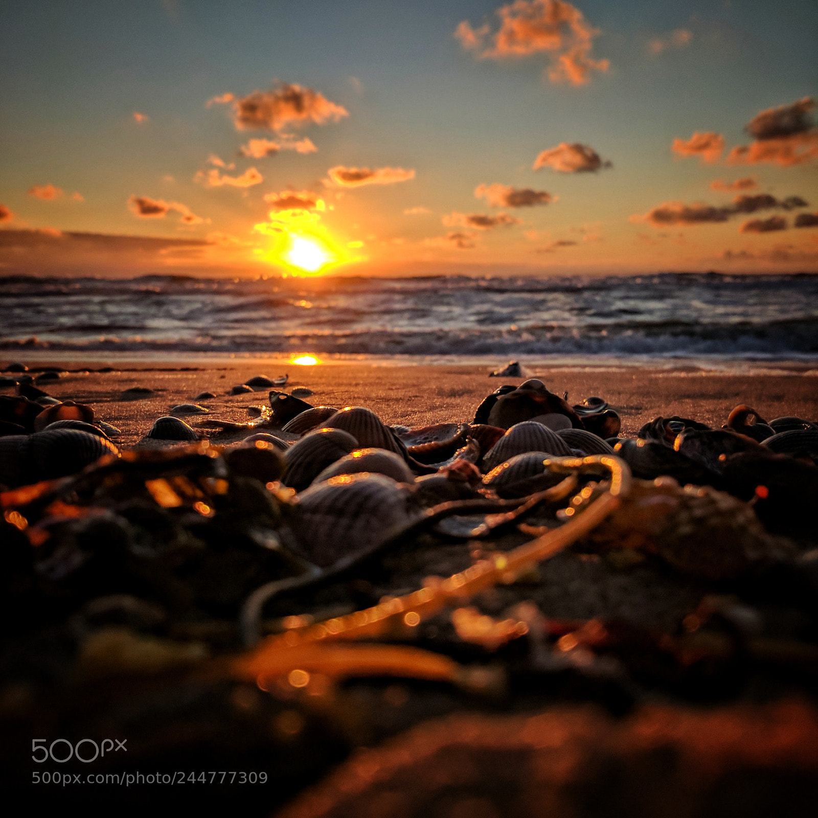 Google Pixel sample photo. Seashells photography