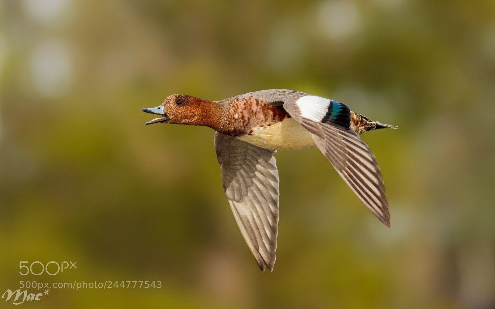 Canon EOS 7D Mark II sample photo. Eurasian wigeon-smient photography