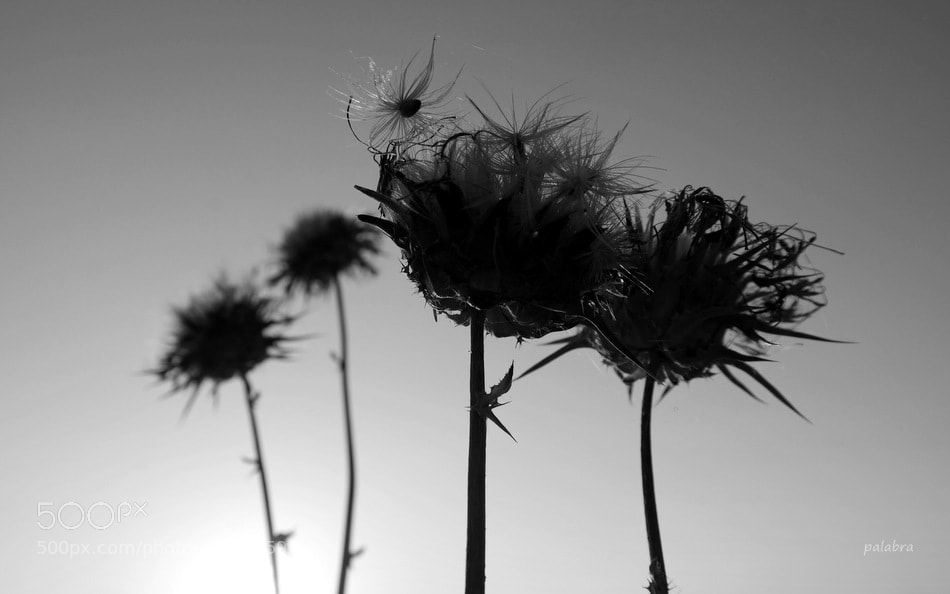 Samsung NX30 sample photo. ... photography