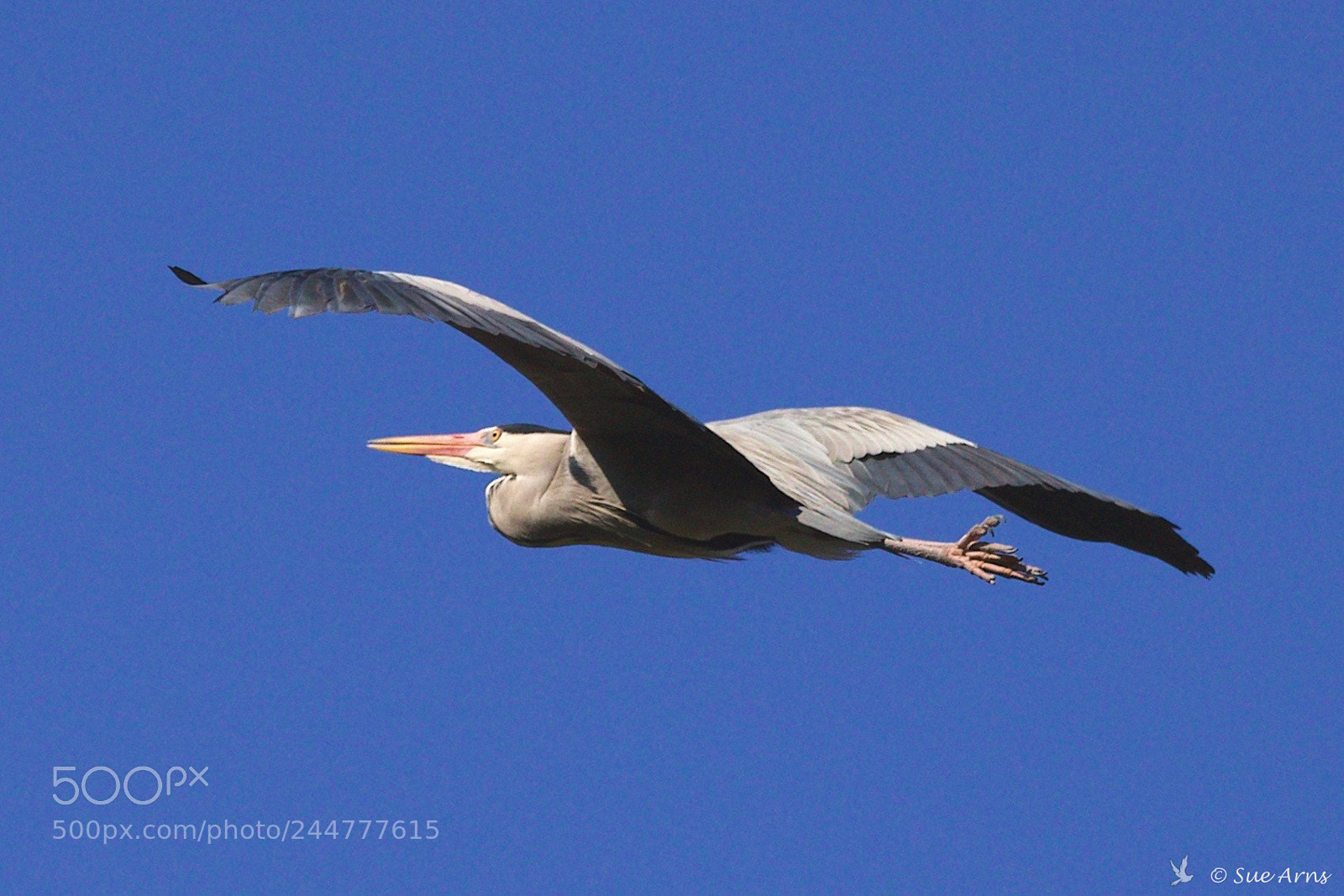 Canon EOS-1D X Mark II sample photo. Freedom photography