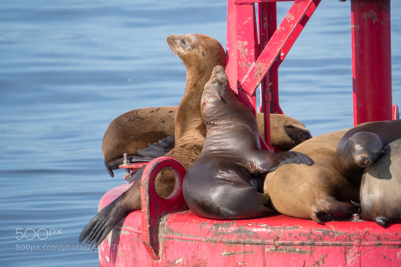 Sony a6500 sample photo. Sleeping on the buoy photography