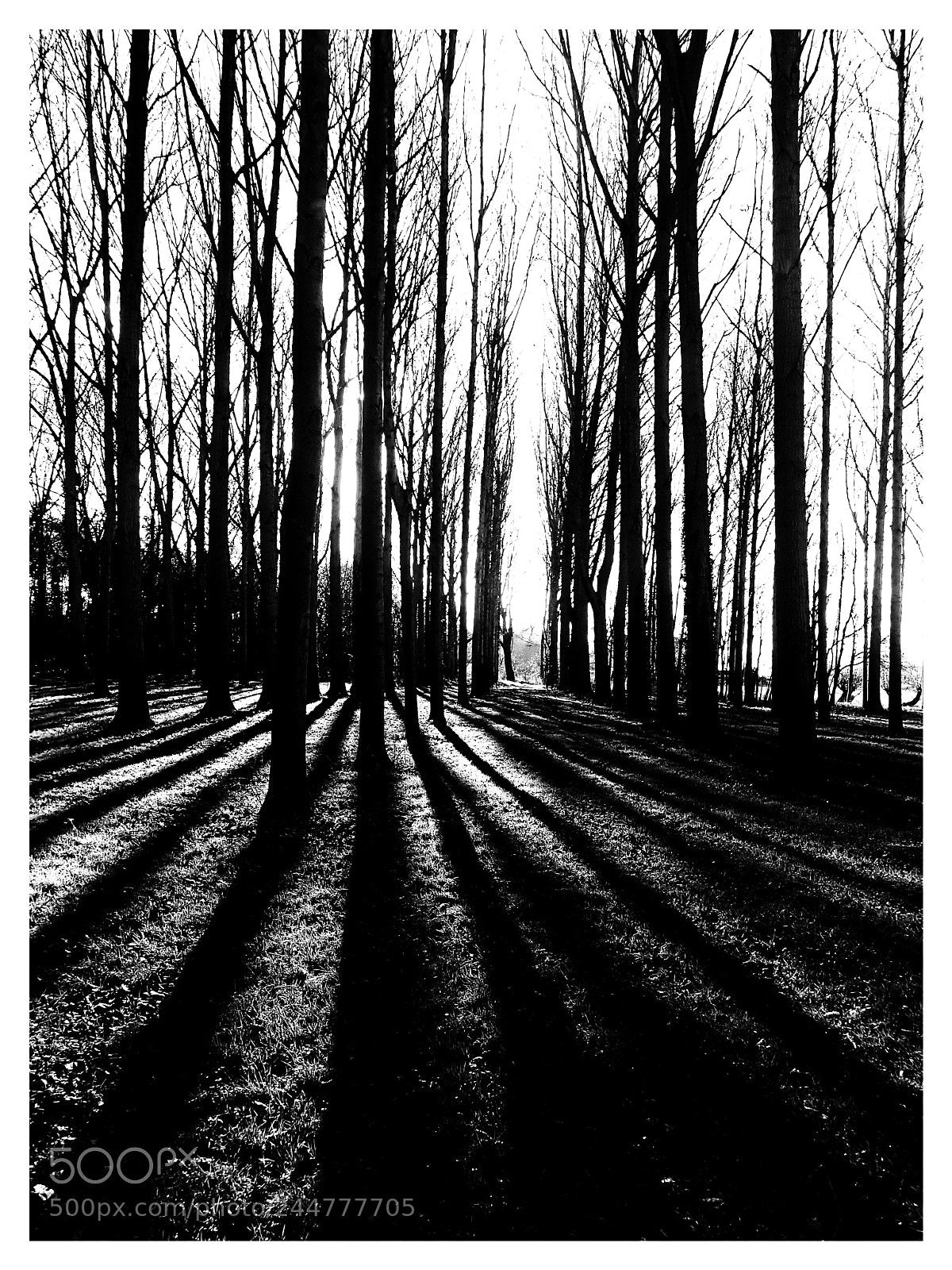 Olympus TG-5 sample photo. Into the trees photography