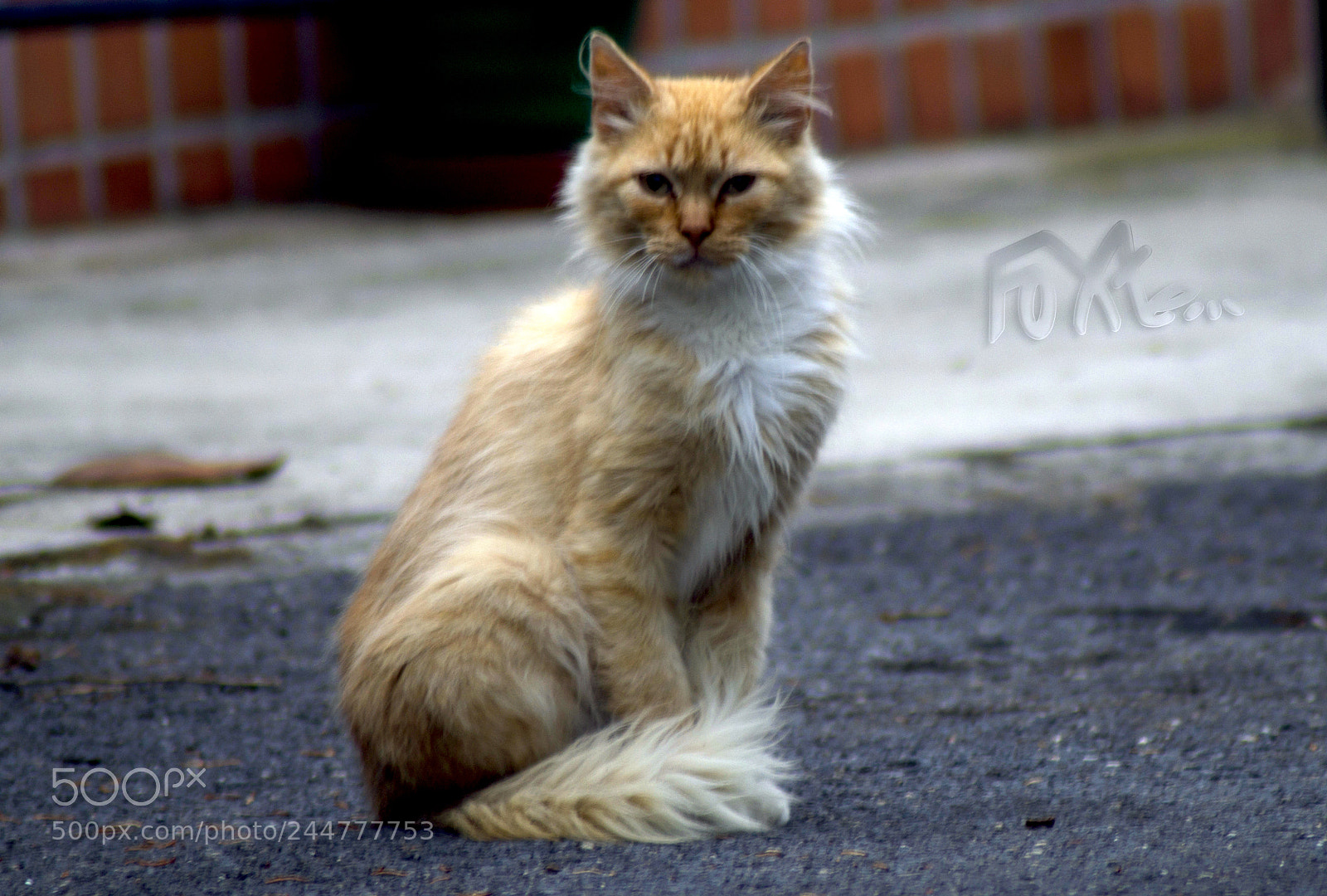 Sony SLT-A58 sample photo. Untitled photography