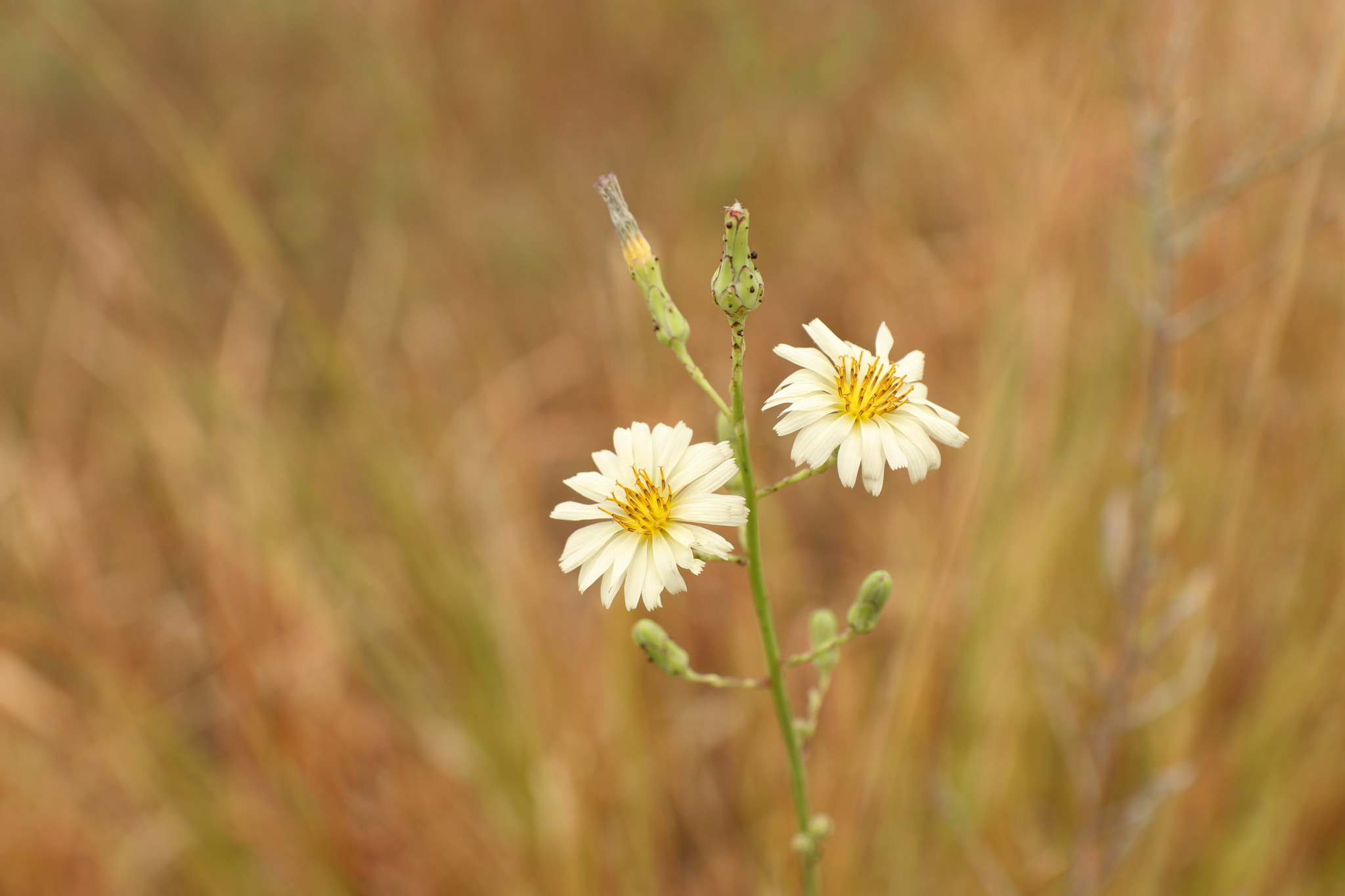 Canon EF-S 17-55mm F2.8 IS USM sample photo