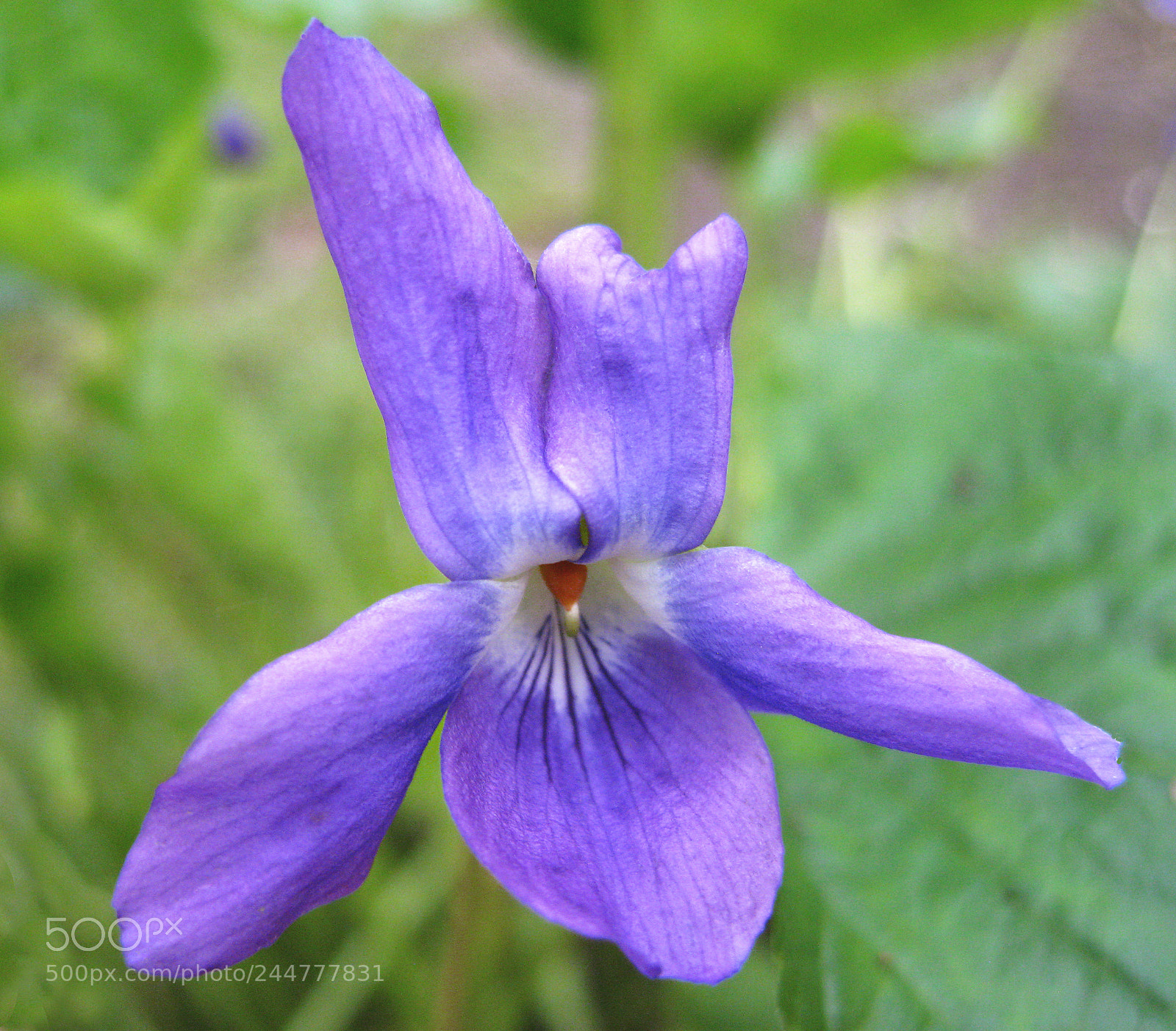 Canon DIGITAL IXUS 960 IS sample photo. A sweet violet photography