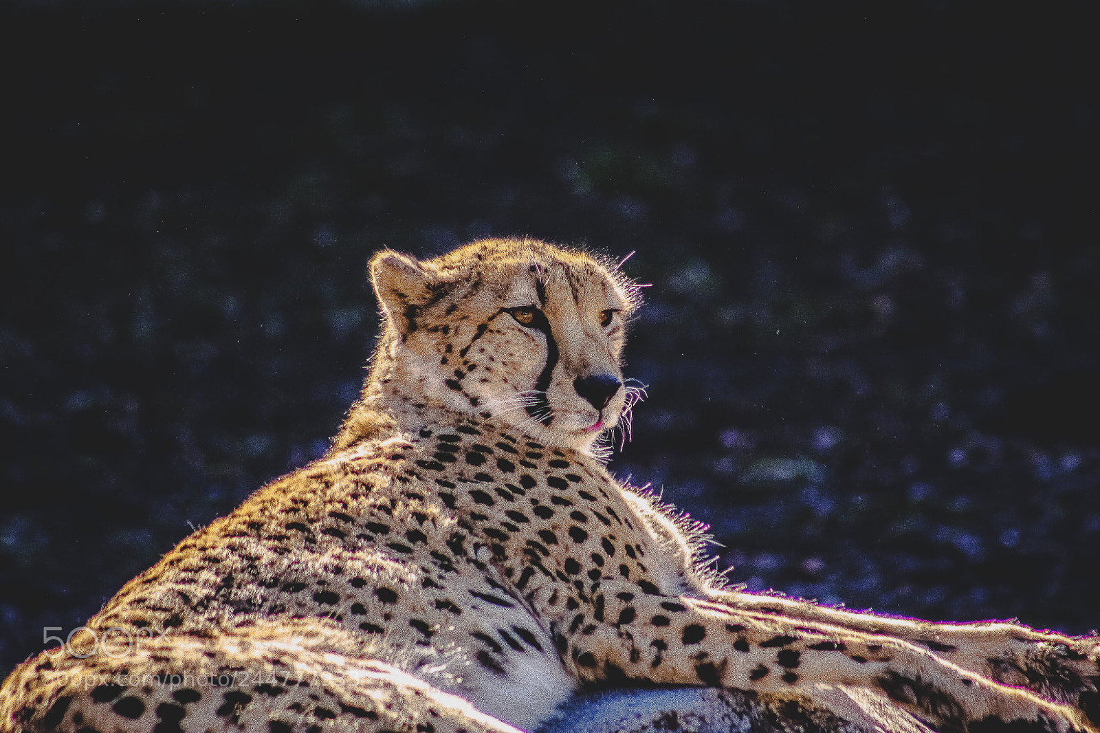 Canon EOS 60D sample photo. Cheetah love to this photography