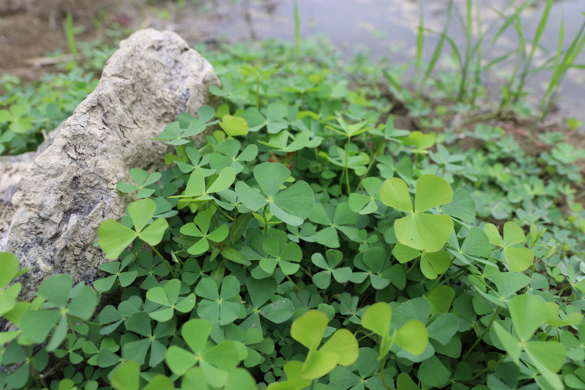 Canon EF-S 17-55mm F2.8 IS USM sample photo